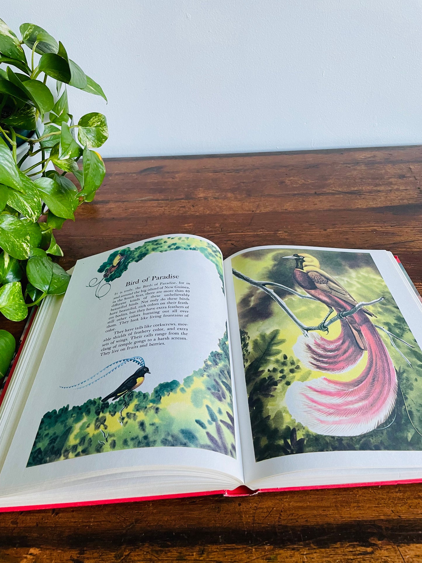 Wonders of Nature: A Child's Introduction to the World of Animals, Plants, Birds, Fish & Insects Hardcover Book by Parents' Magazine Press (1974)