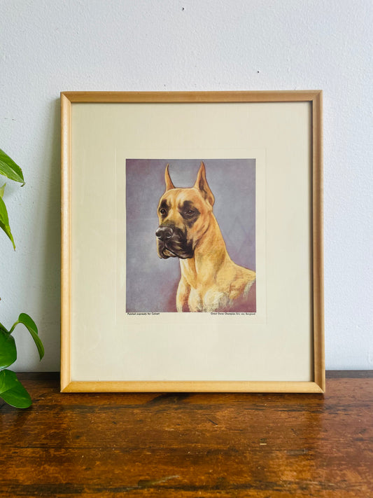 1950s Great Dane Champion Eric von Berlund Print Picture - Canadian National Exhibition Dog Shows- Calvert Collection of Champions - Calvert Distillers Limited