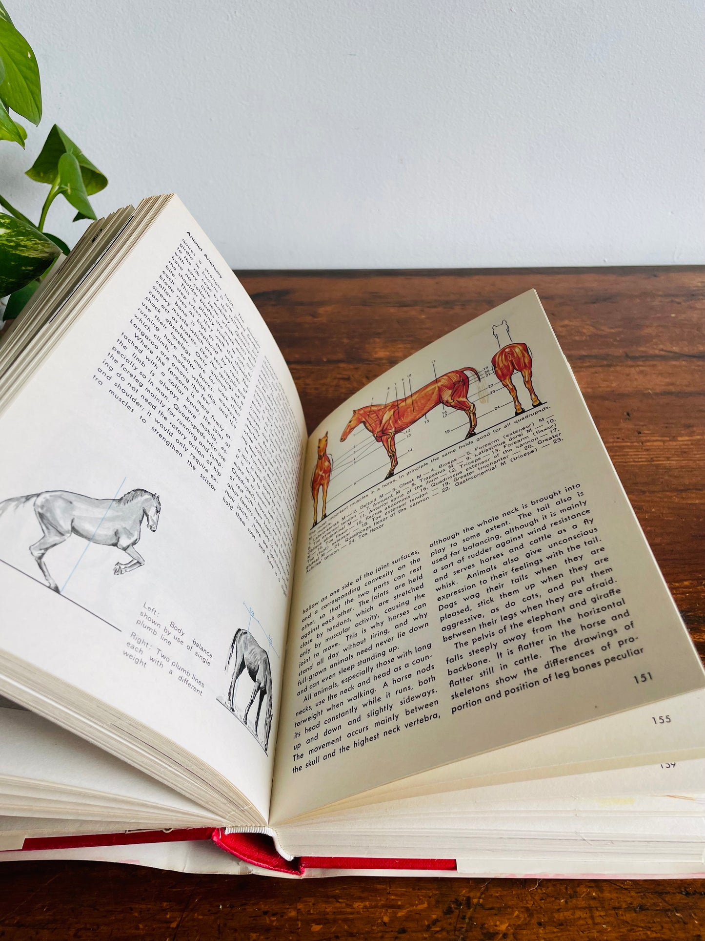 How to Paint and Draw by Bodo W. Jaxtheimer Hardcover Book with 450 Illustrations