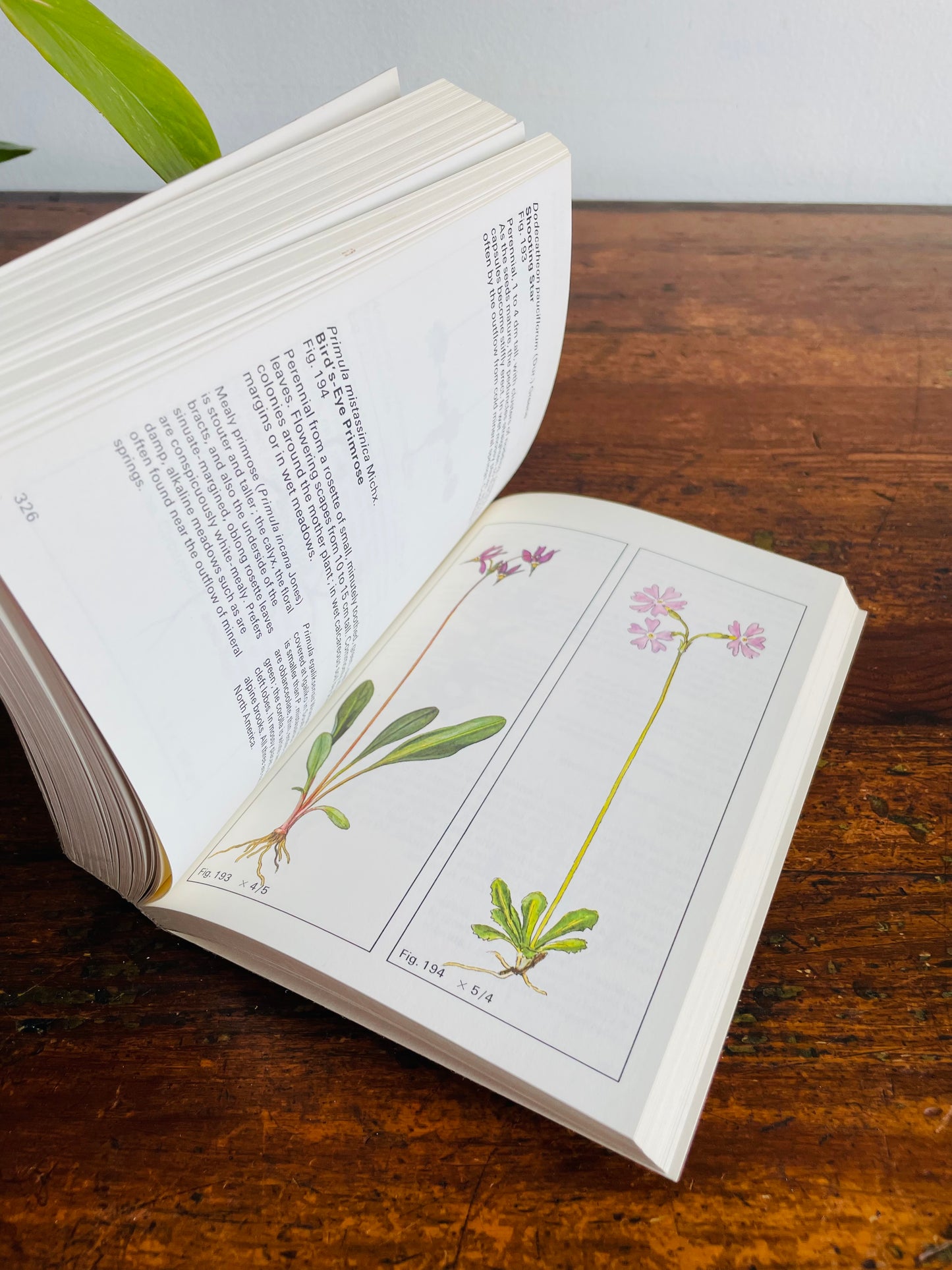 Rocky Mountain Wild Flowers Book (1979) By A.E. Porsild with Illustrations by Dagny Tande Lid