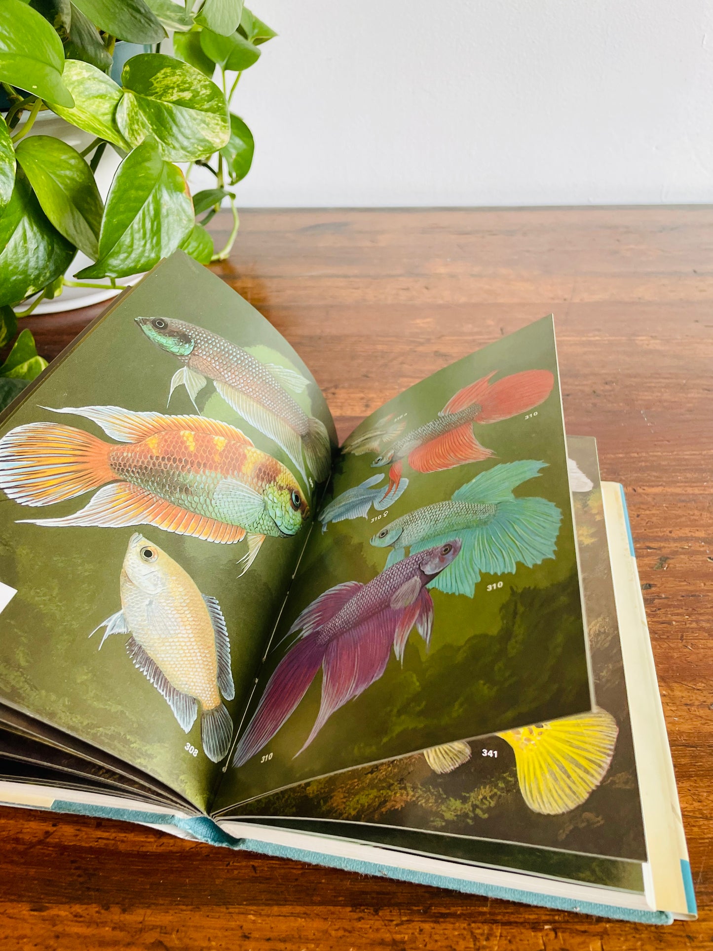 Macmillan Color Series - Aquarium Fishes in Color Hardcover Book by J. M. Madsen (1975)