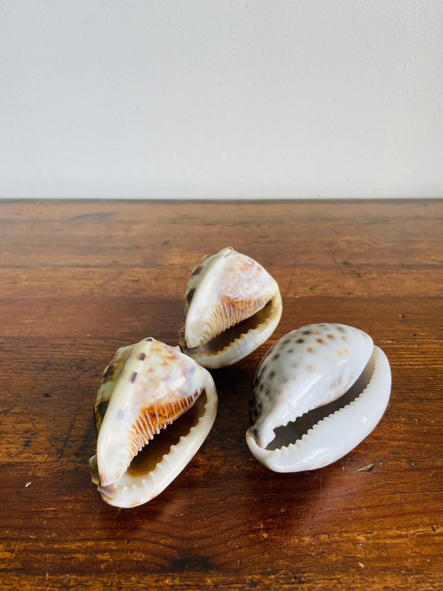 Vintage Collection of Seashells Including Cassis Tuberosa (King Helmet) - Set of 4 Shells