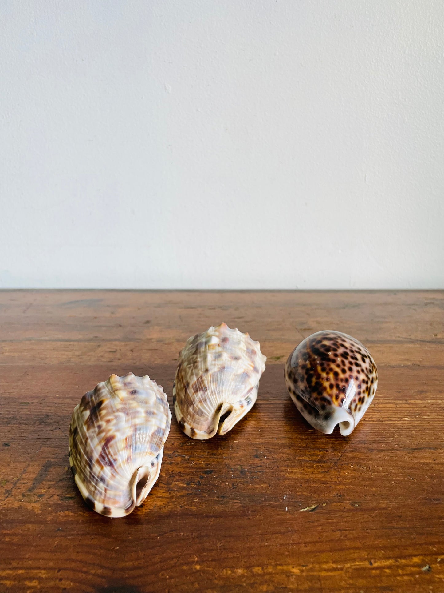 Vintage Collection of Seashells Including Cassis Tuberosa (King Helmet) - Set of 4 Shells