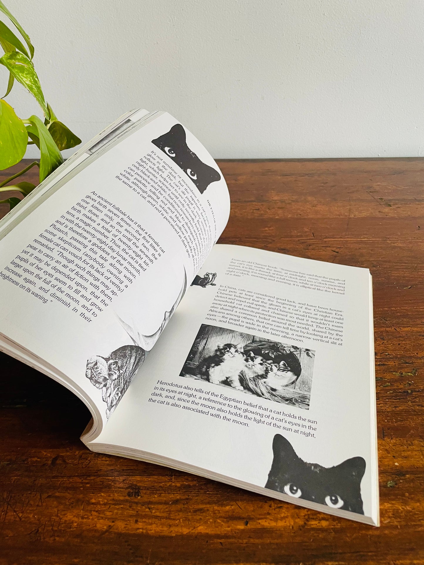 The Cat's Pajamas: A Charming and Clever Compendium of Feline Trivia by Leonore Fleischer Paperback Book (1982)