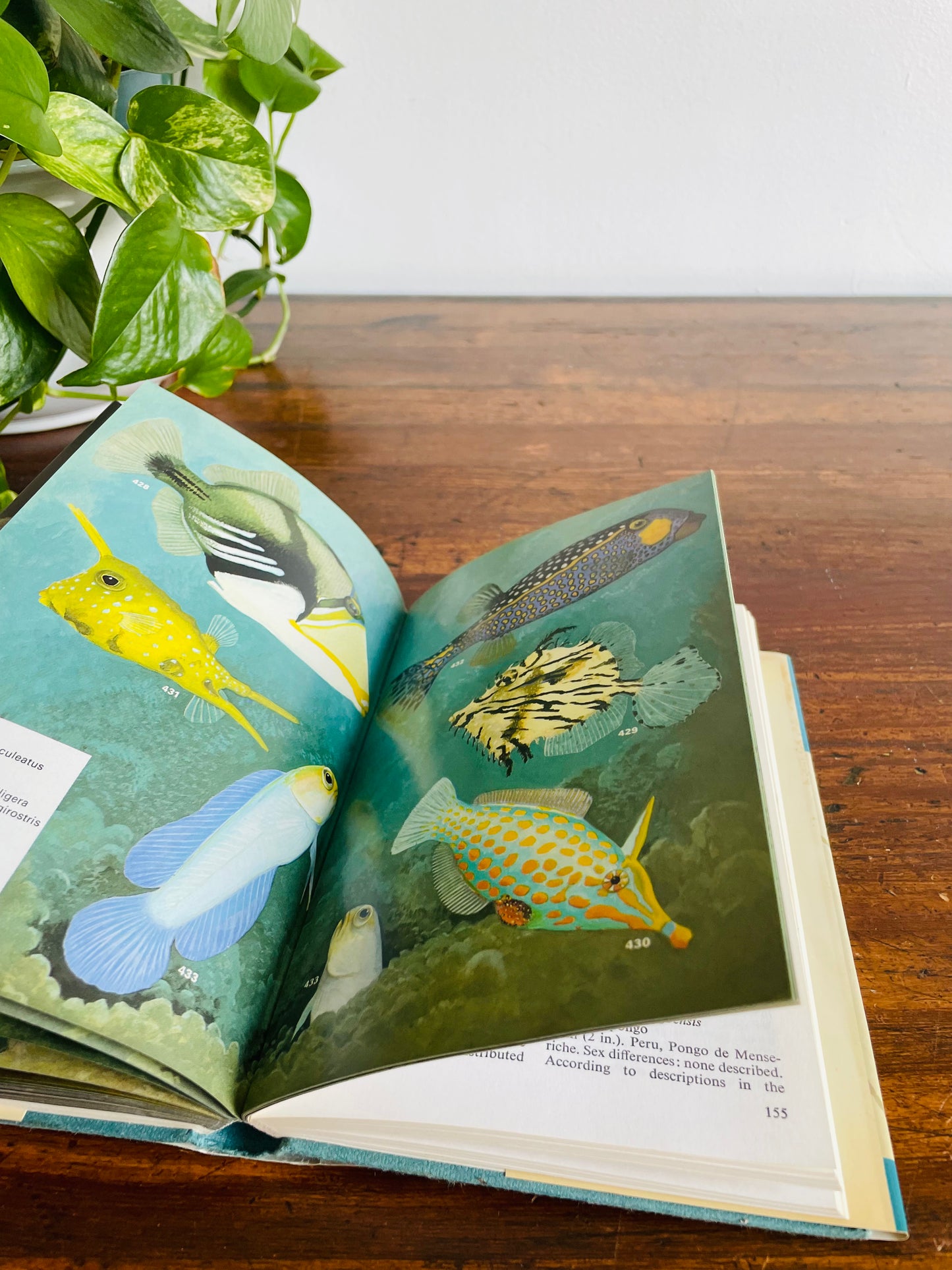 Macmillan Color Series - Aquarium Fishes in Color Hardcover Book by J. M. Madsen (1975)