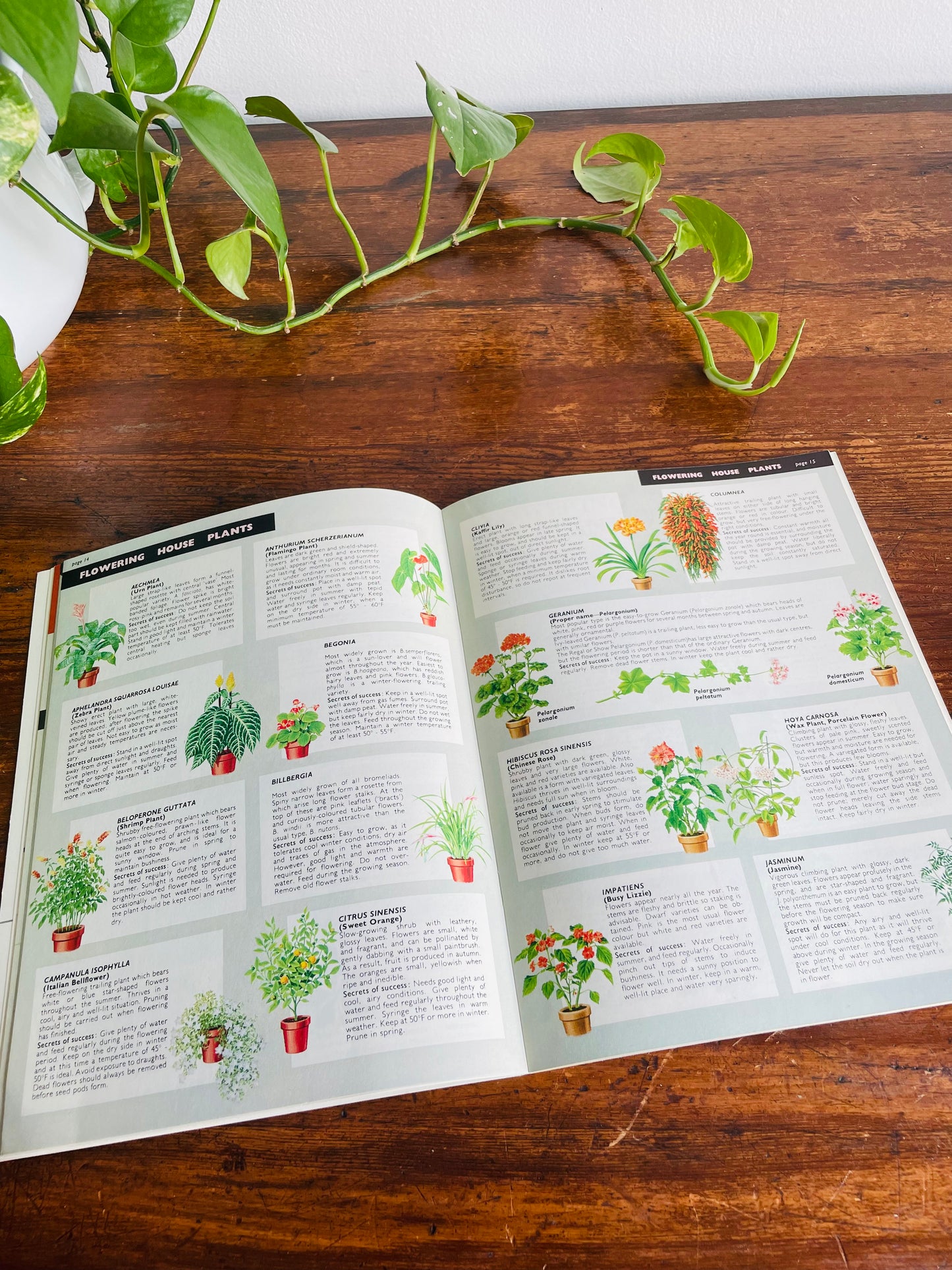 Be Your Own House Plant Expert Book by Dr. D.G. Hessayon (1975)
