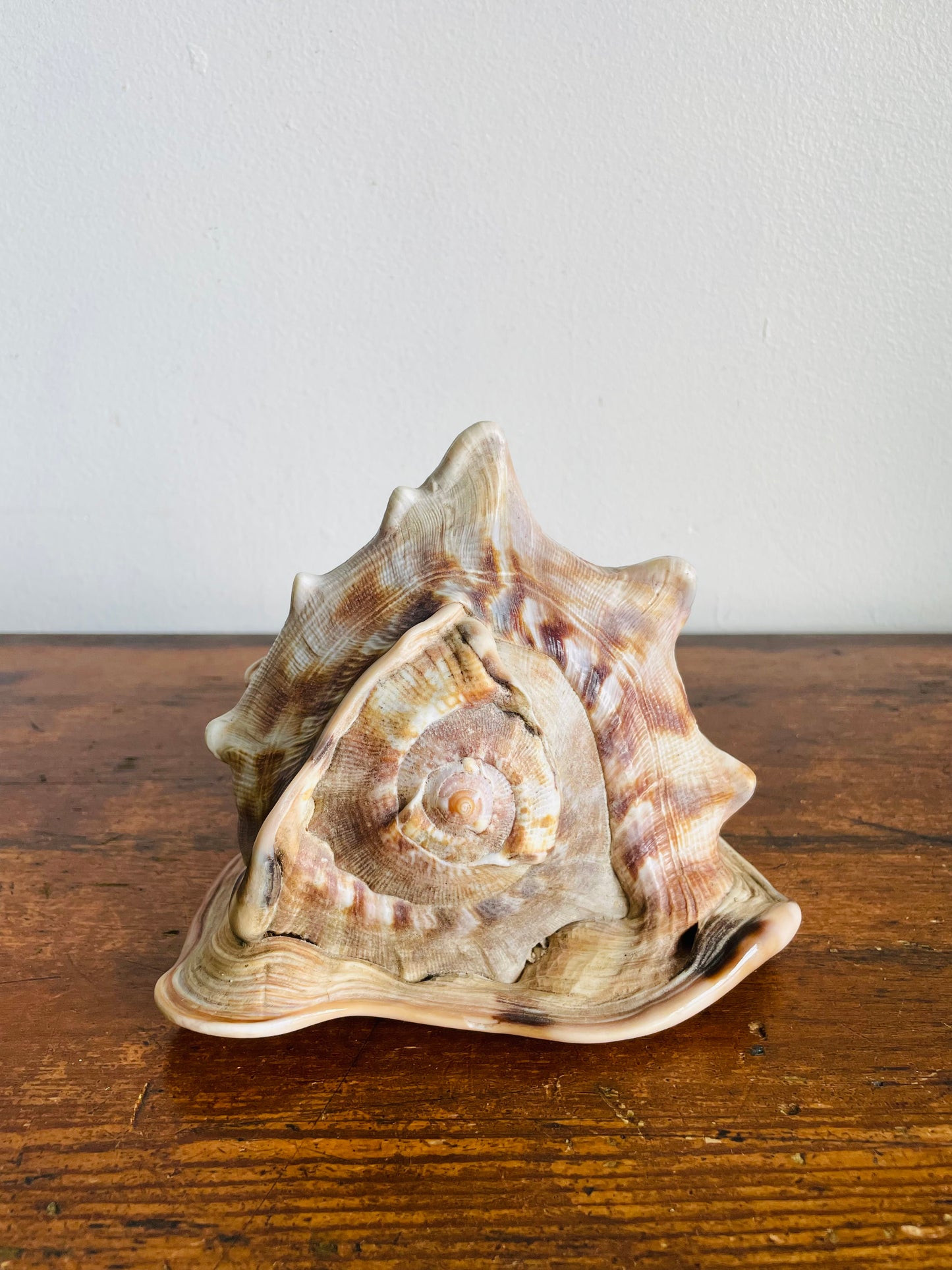 Vintage Collection of Seashells Including Cassis Tuberosa (King Helmet) - Set of 4 Shells