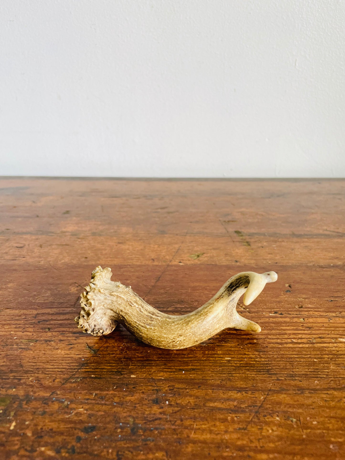 Vintage Naturally Shed Small Deer Antler
