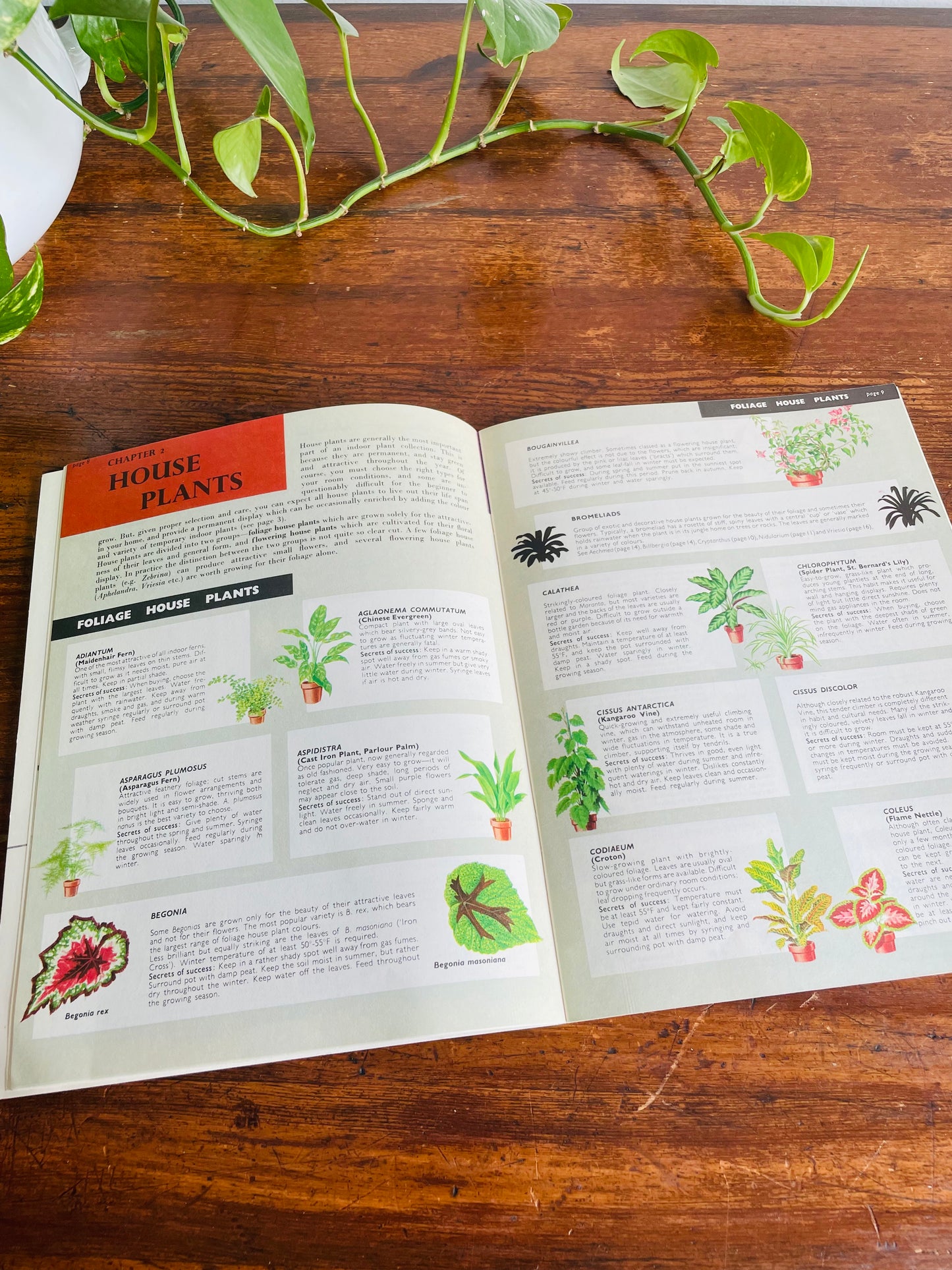 Be Your Own House Plant Expert Book by Dr. D.G. Hessayon (1975)