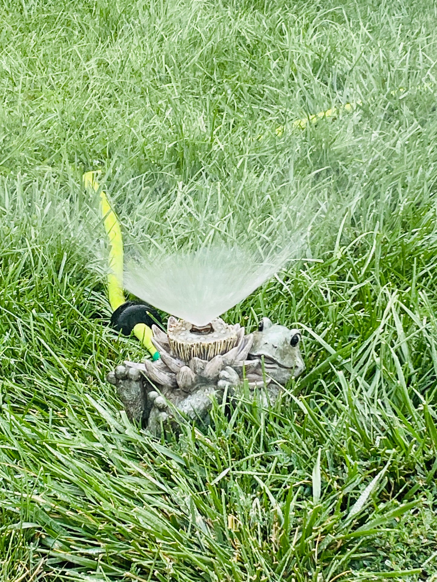 Adorable Frog with Flower Sprinkler or Fountain Water Feature - Easily Attaches to a Garden Hose!