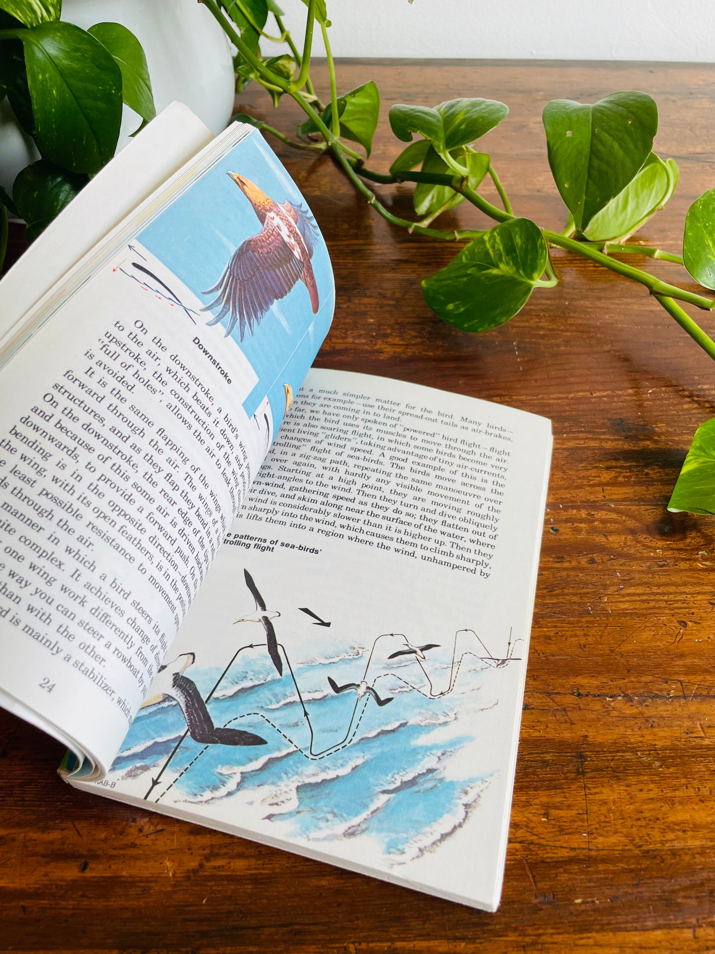 Know About Birds Book by Frederick Edwards (1975)
