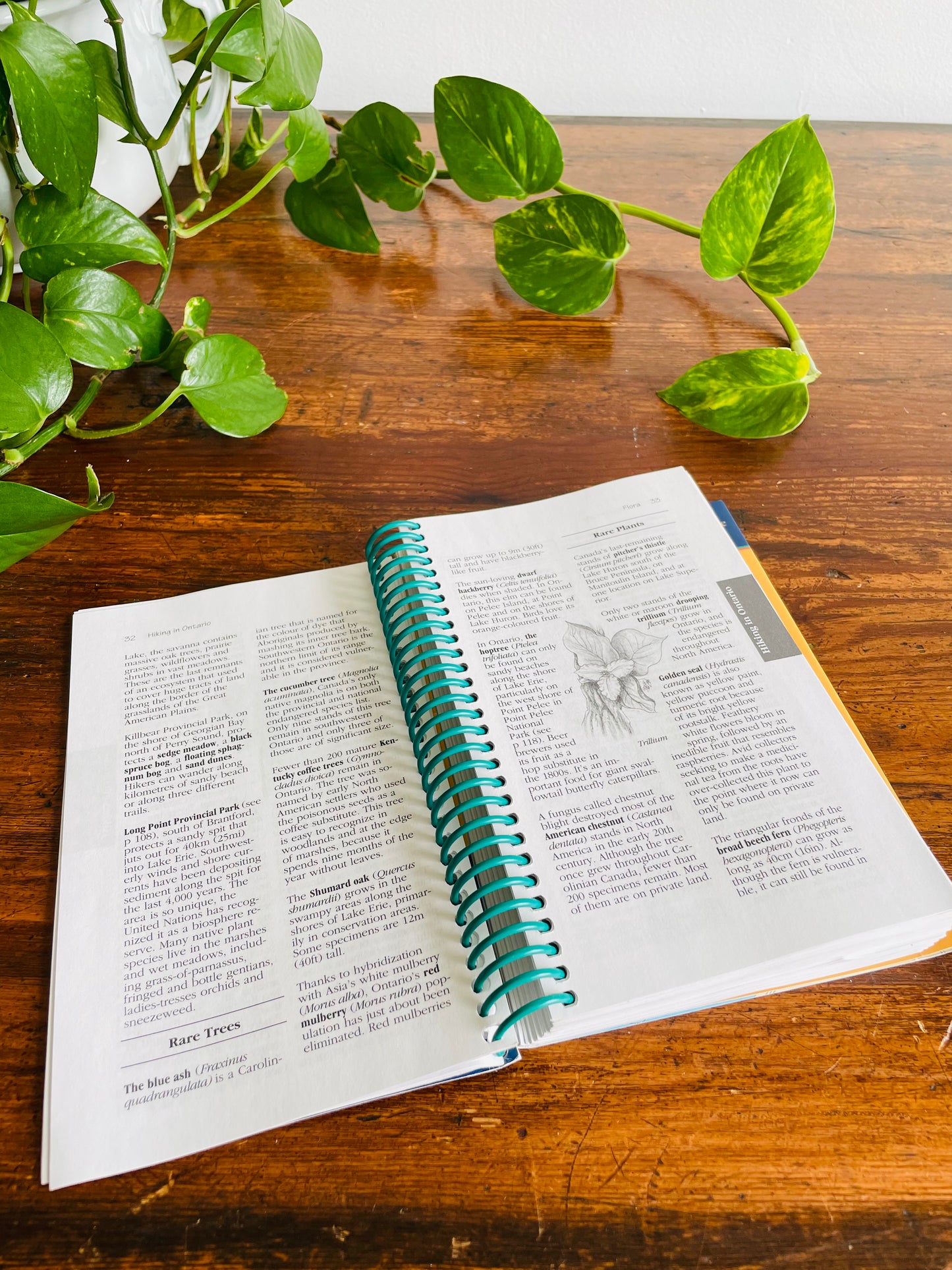 Ulysses Hiking in Ontario Spiral-Bound Guidebook by Tracey Arial (2001)