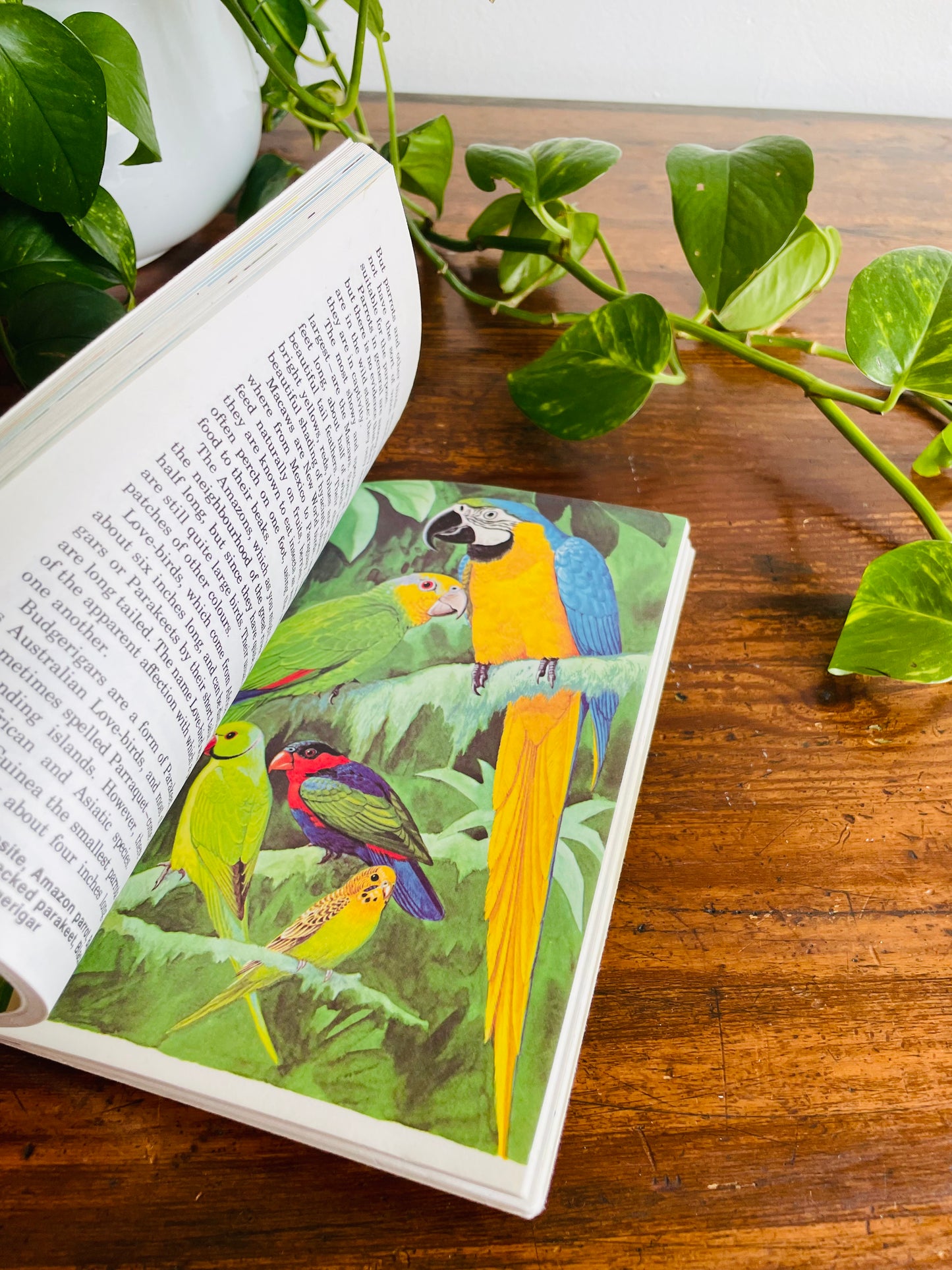Know About Birds Book by Frederick Edwards (1975)