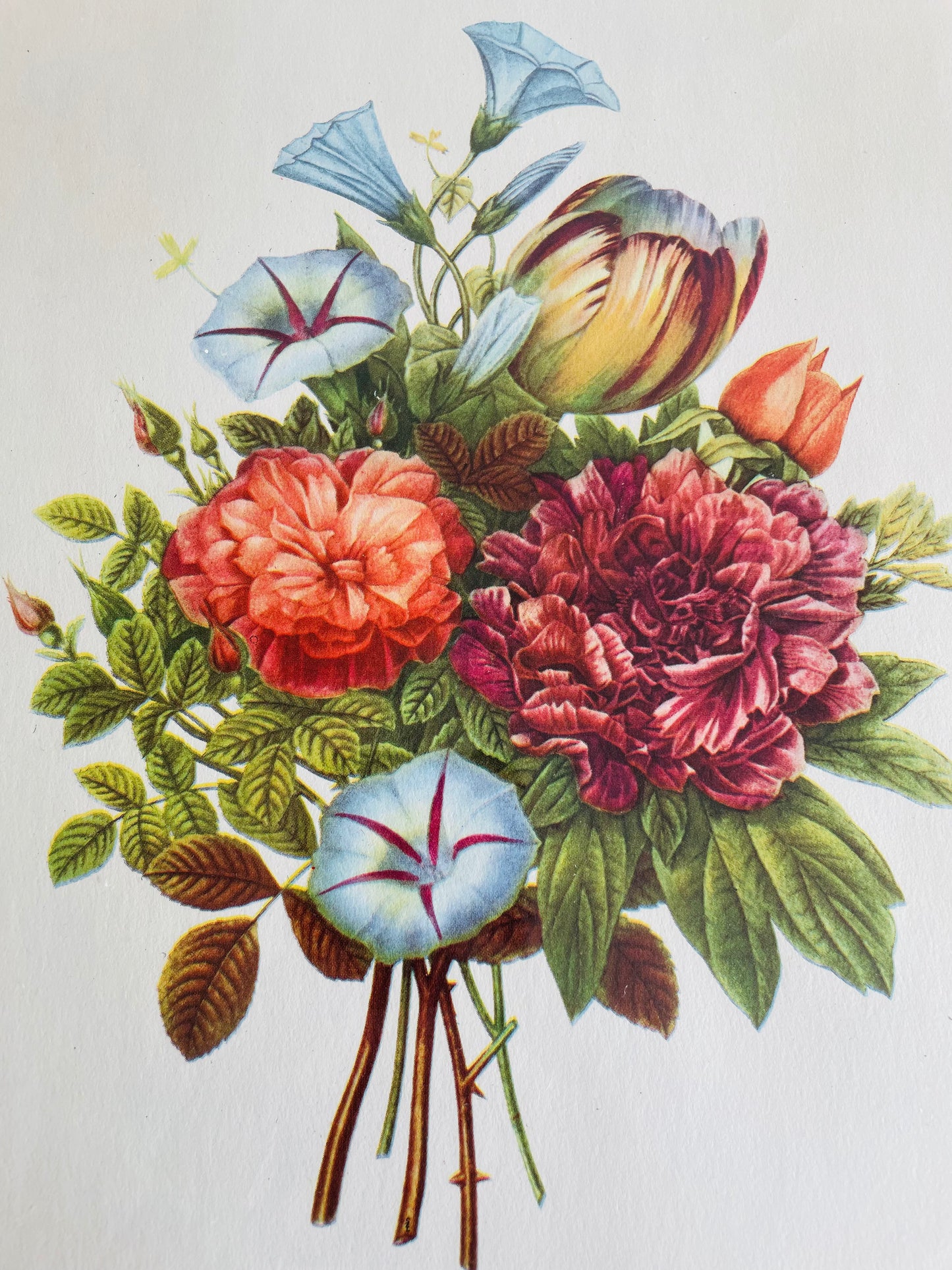 Framed Bouquet of Flowers - Botanical Print by J.L. Prevost
