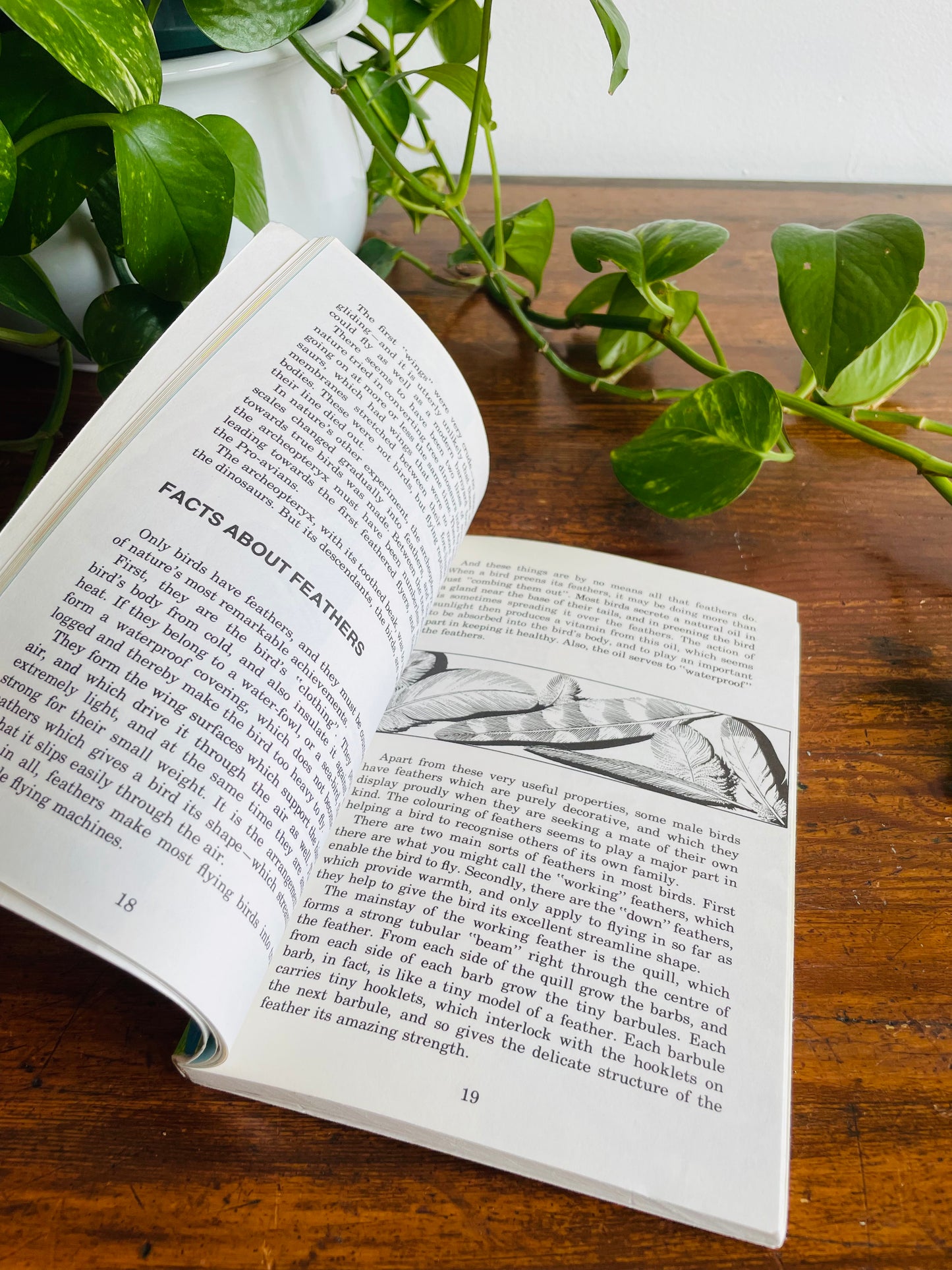 Know About Birds Book by Frederick Edwards (1975)