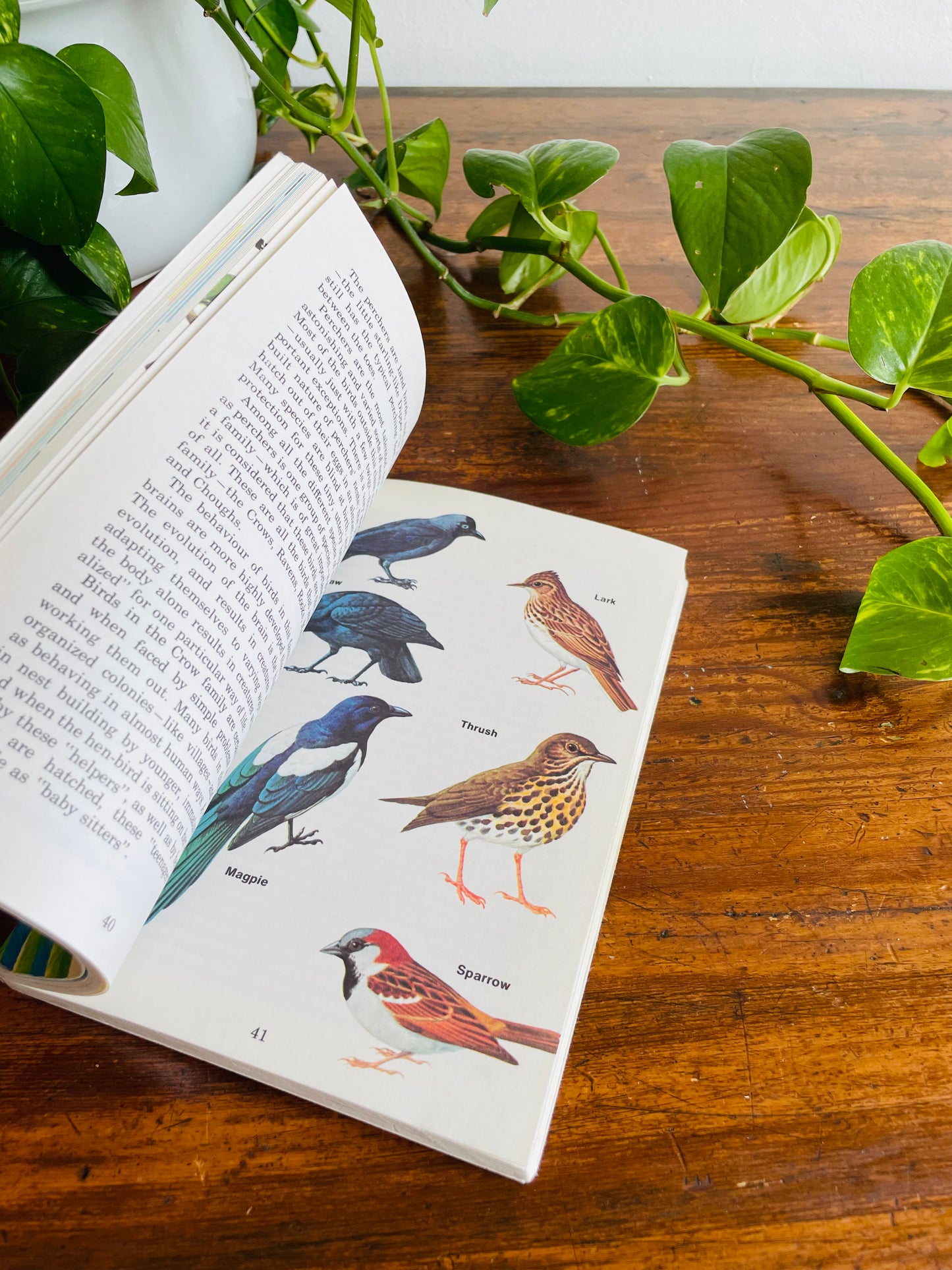 Know About Birds Book by Frederick Edwards (1975)