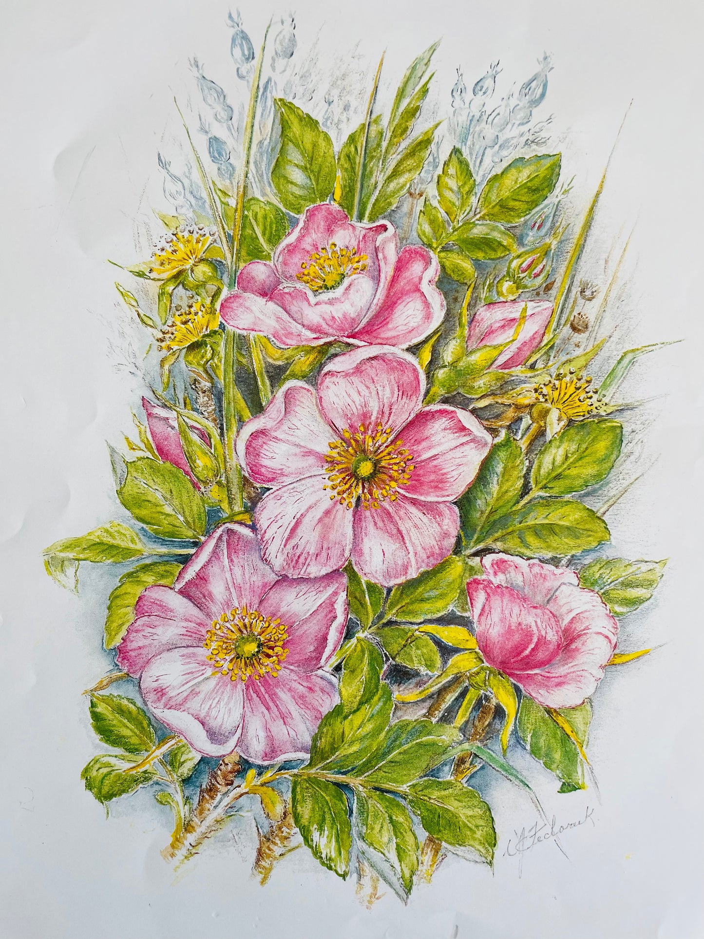 Blush Pink Wild Roses - Floral Lithograph Print Ready for Framing!