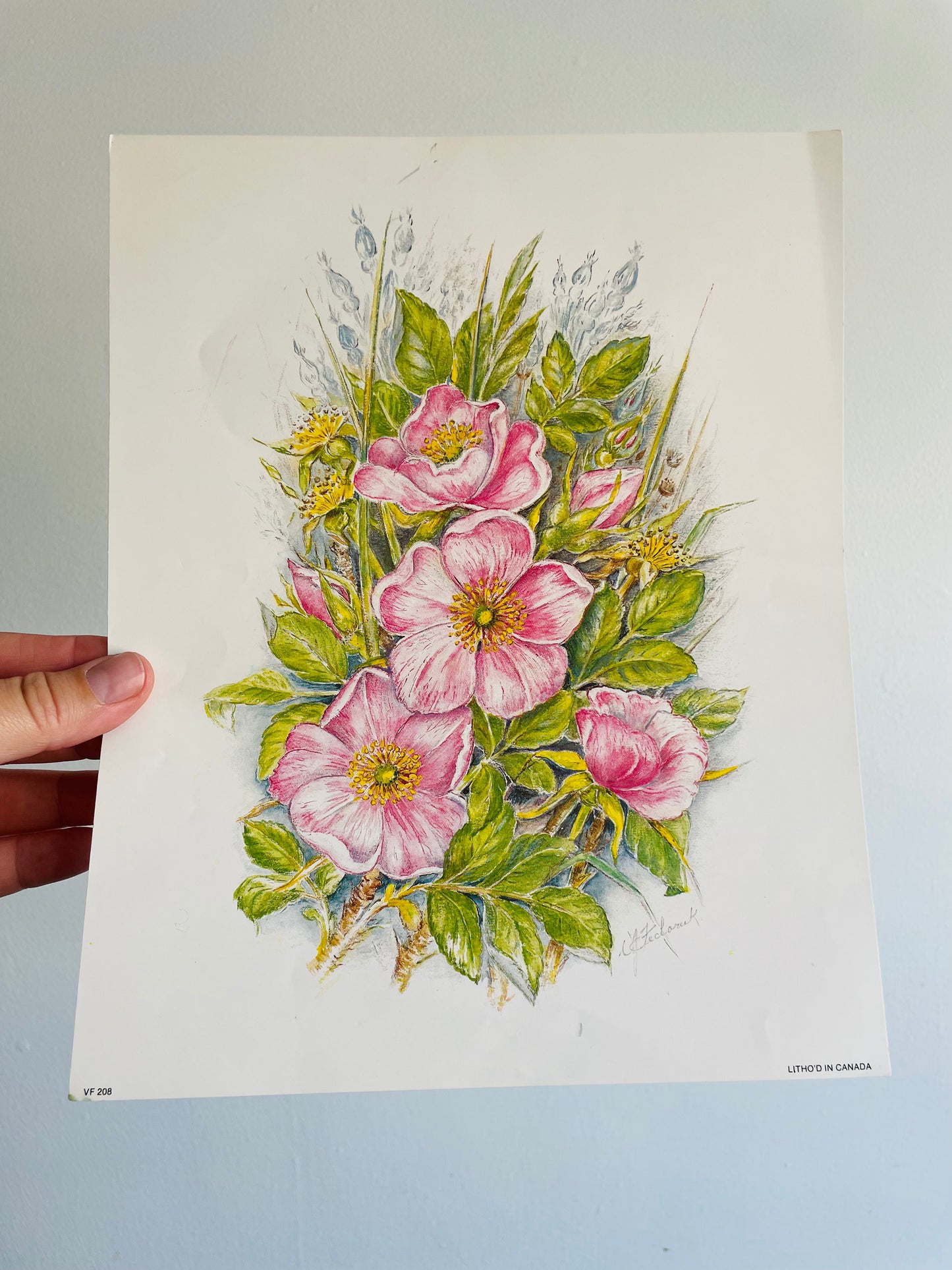 Blush Pink Wild Roses - Floral Lithograph Print Ready for Framing!