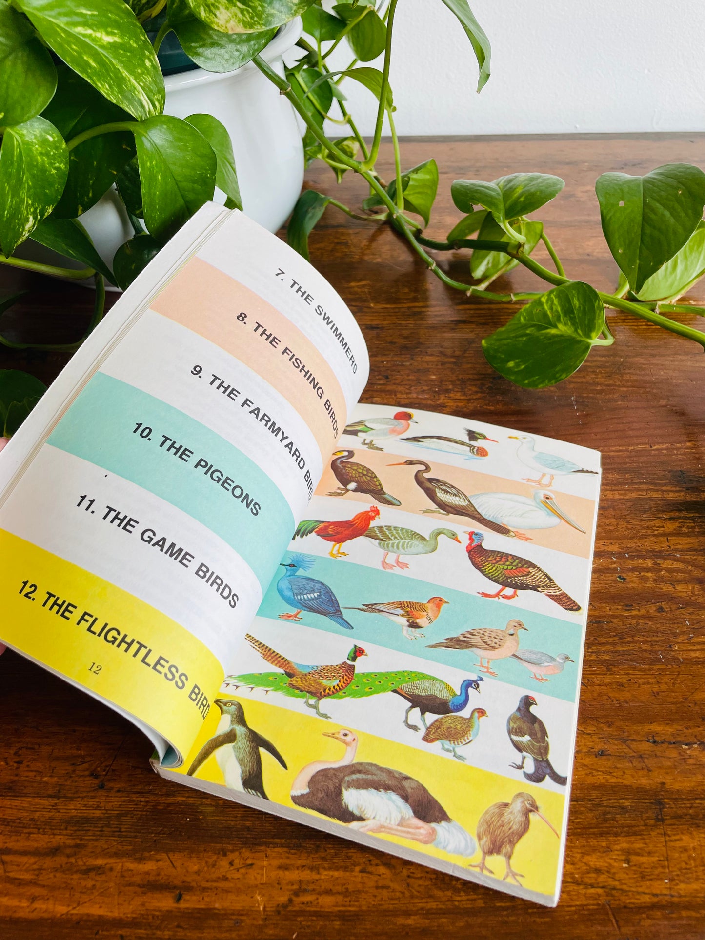 Know About Birds Book by Frederick Edwards (1975)