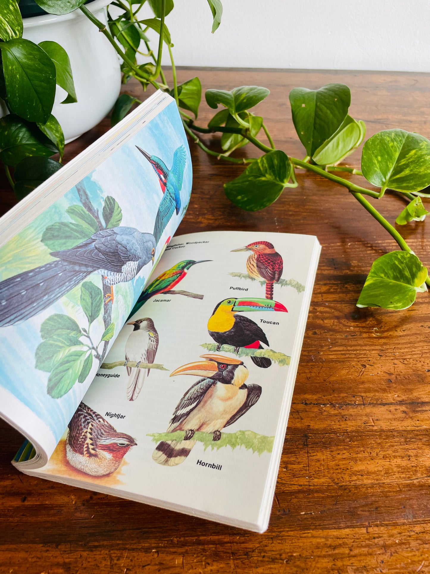Know About Birds Book by Frederick Edwards (1975)