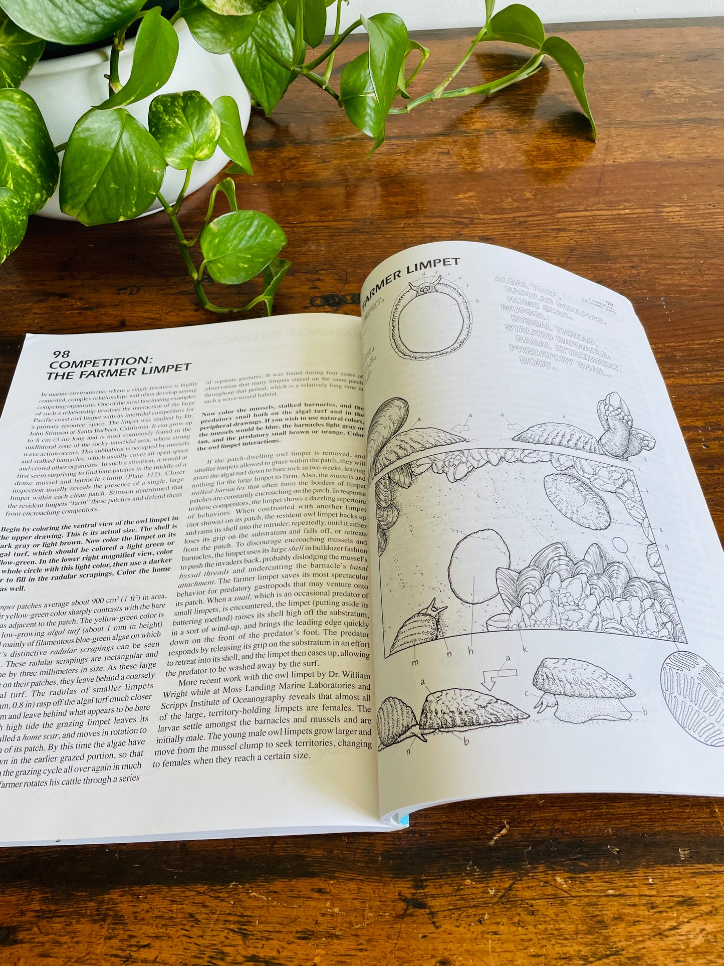 The Marine Biology Coloring Book by Thomas M. Niesen (2000)