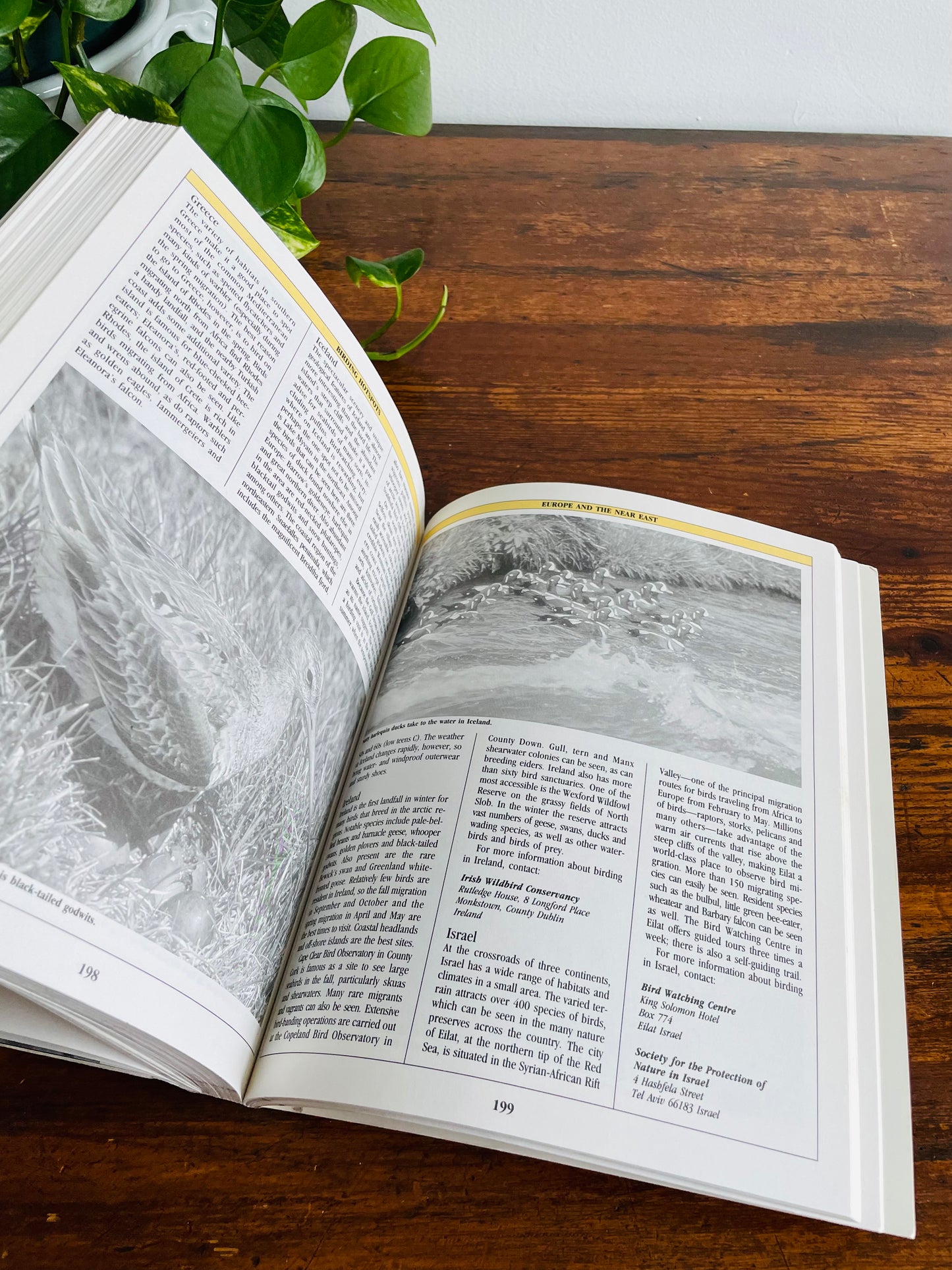 The Birder's Catalogue: The Sourcebook for Birding Paraphernalia (1989)