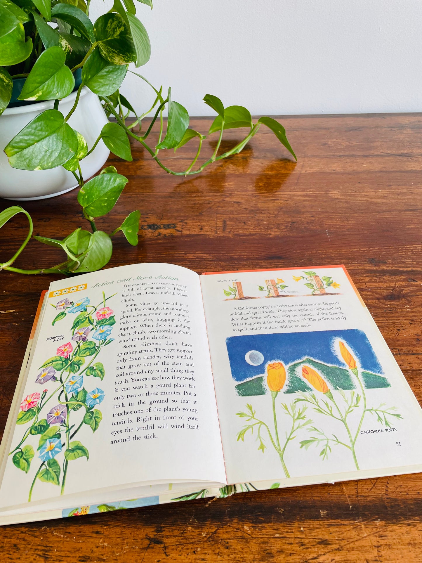Flowers and What They Are by Mary Elting - A Whitman Learn About Book - Hardcover (1961)
