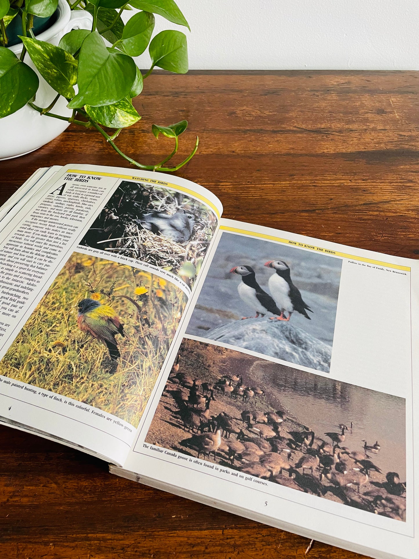 The Birder's Catalogue: The Sourcebook for Birding Paraphernalia (1989)