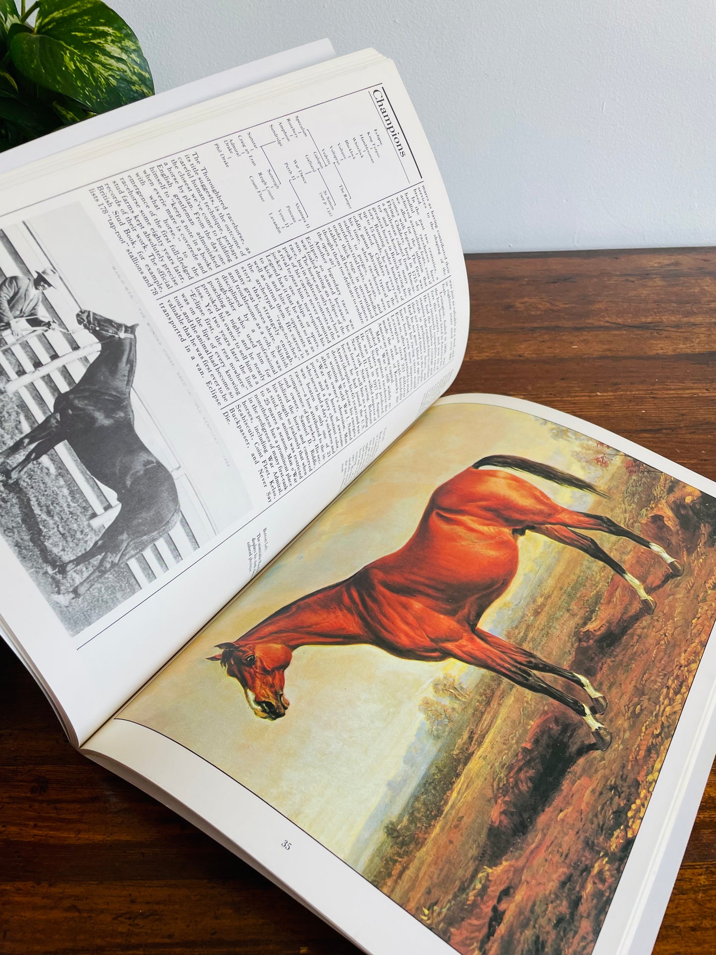The Illustrated Horse Book by Jean-Claude Suares & Charles Stephen (1979)