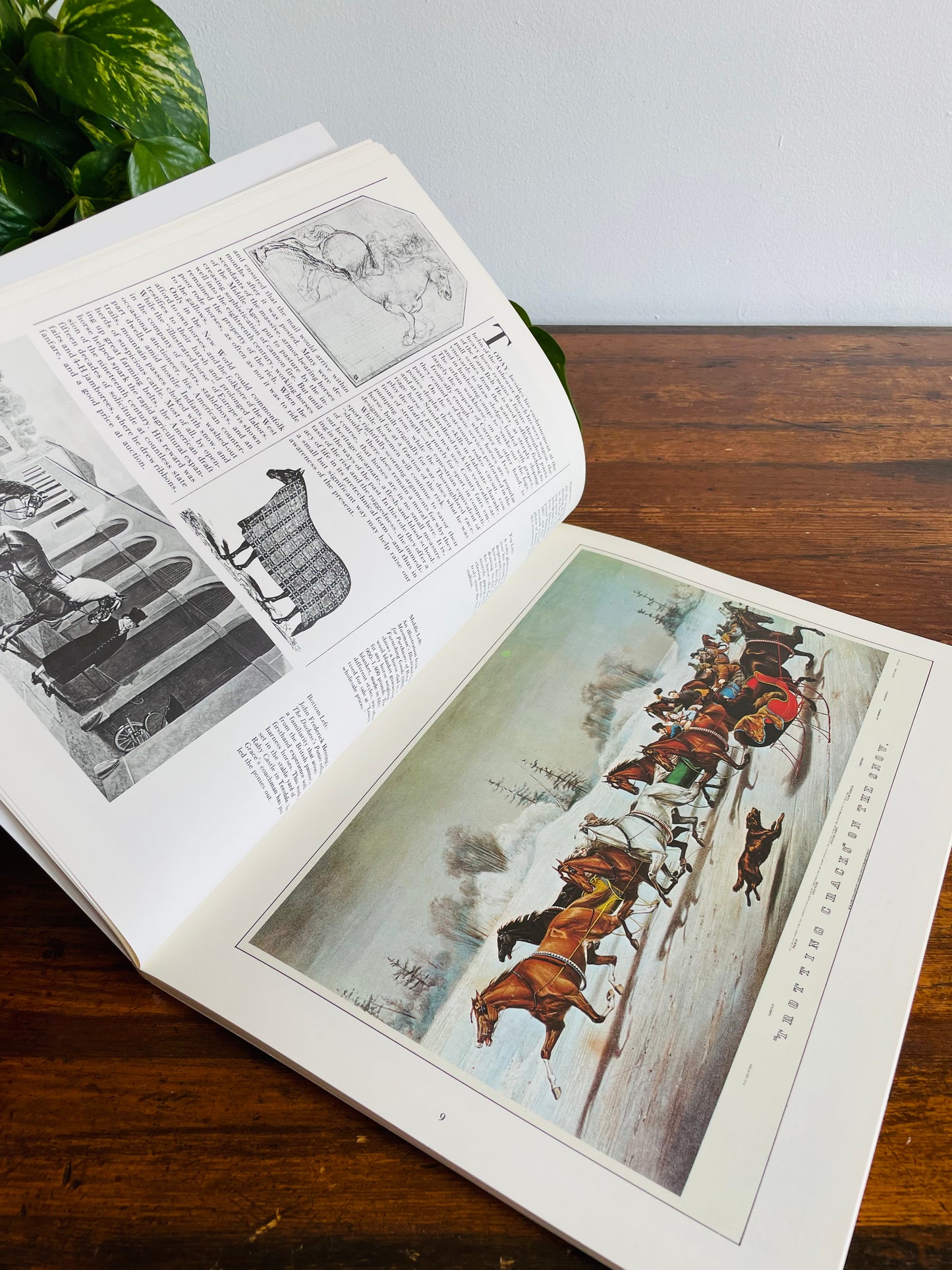The Illustrated Horse Book by Jean-Claude Suares & Charles Stephen (1979)