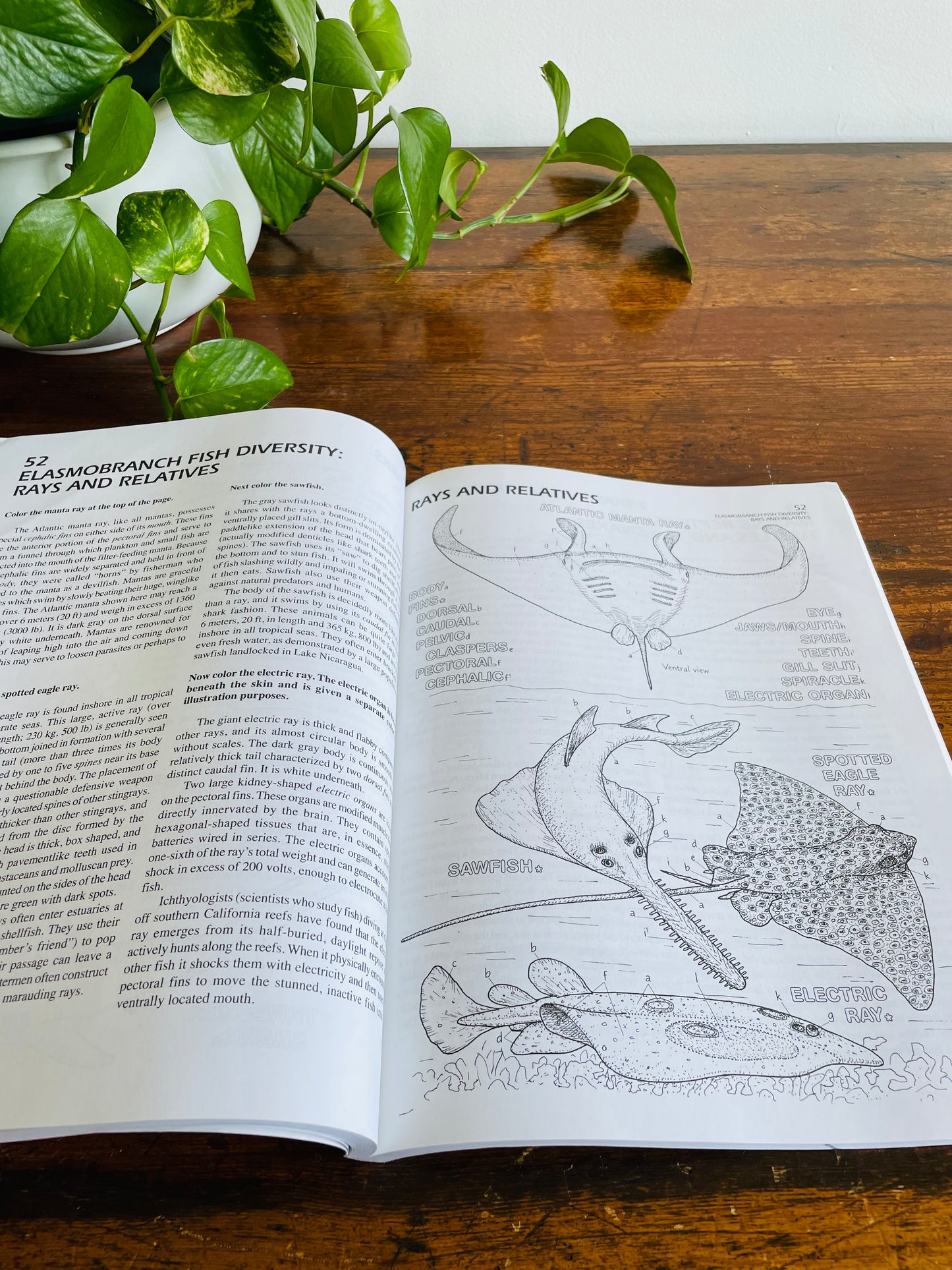 The Marine Biology Coloring Book by Thomas M. Niesen (2000)