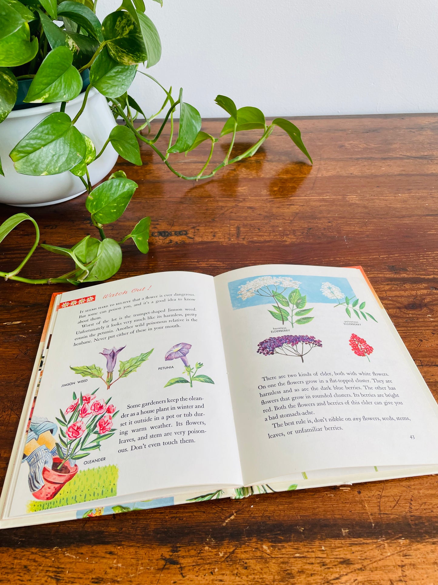Flowers and What They Are by Mary Elting - A Whitman Learn About Book - Hardcover (1961)