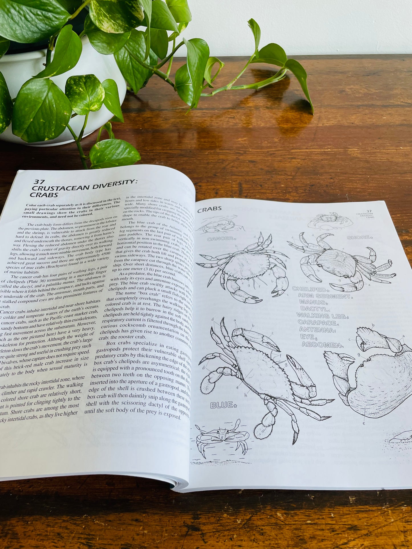 The Marine Biology Coloring Book by Thomas M. Niesen (2000)