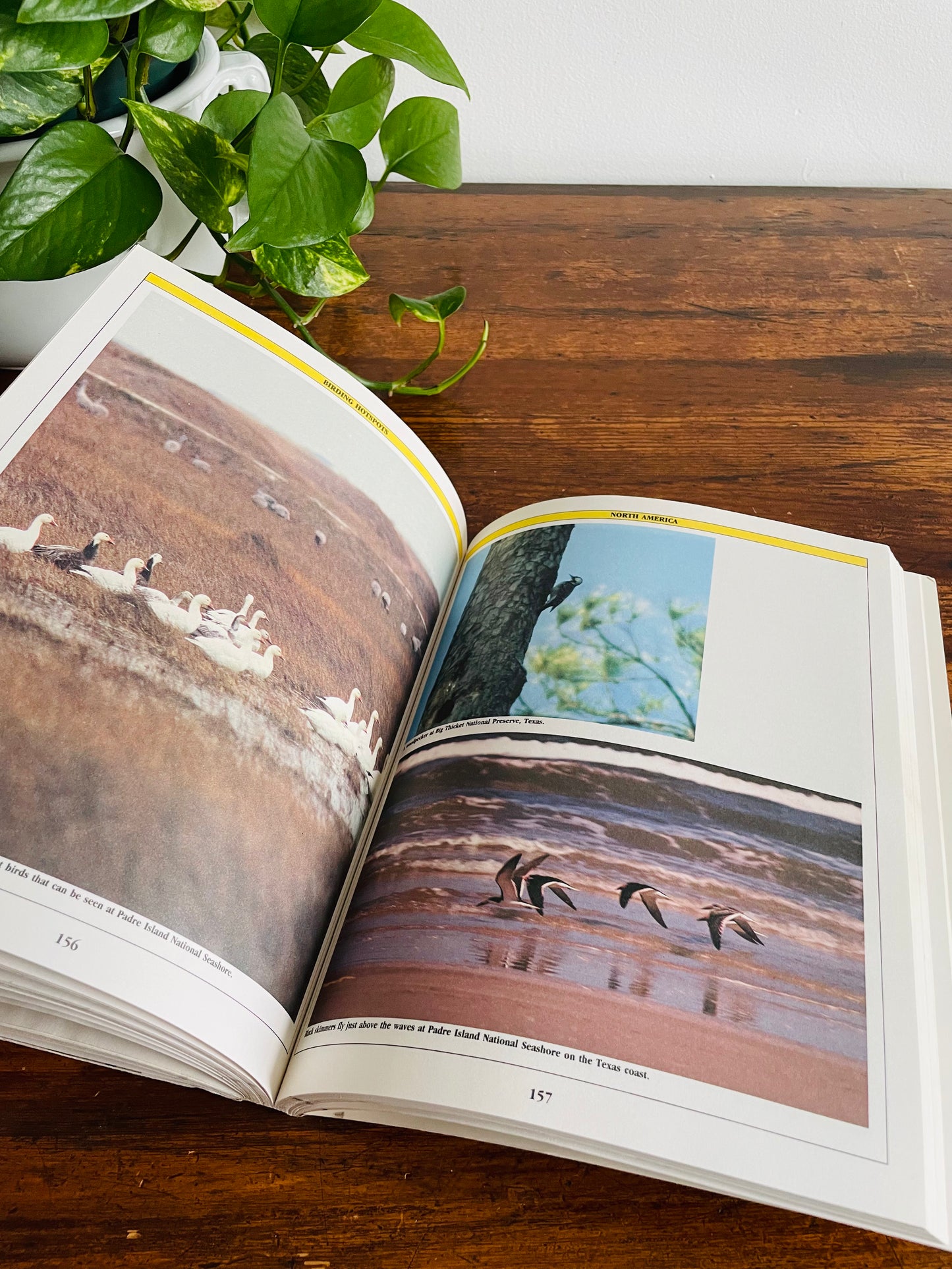 The Birder's Catalogue: The Sourcebook for Birding Paraphernalia (1989)