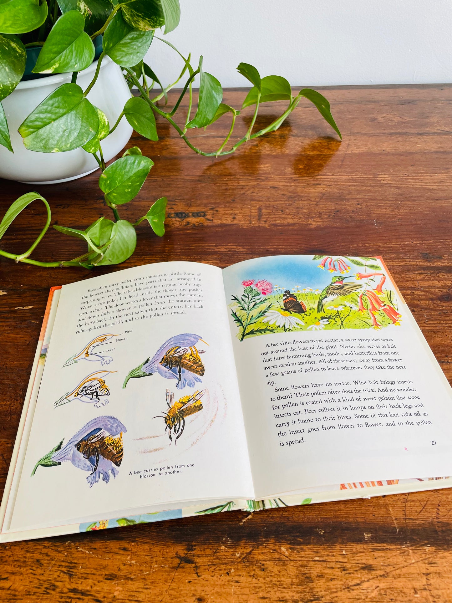 Flowers and What They Are by Mary Elting - A Whitman Learn About Book - Hardcover (1961)