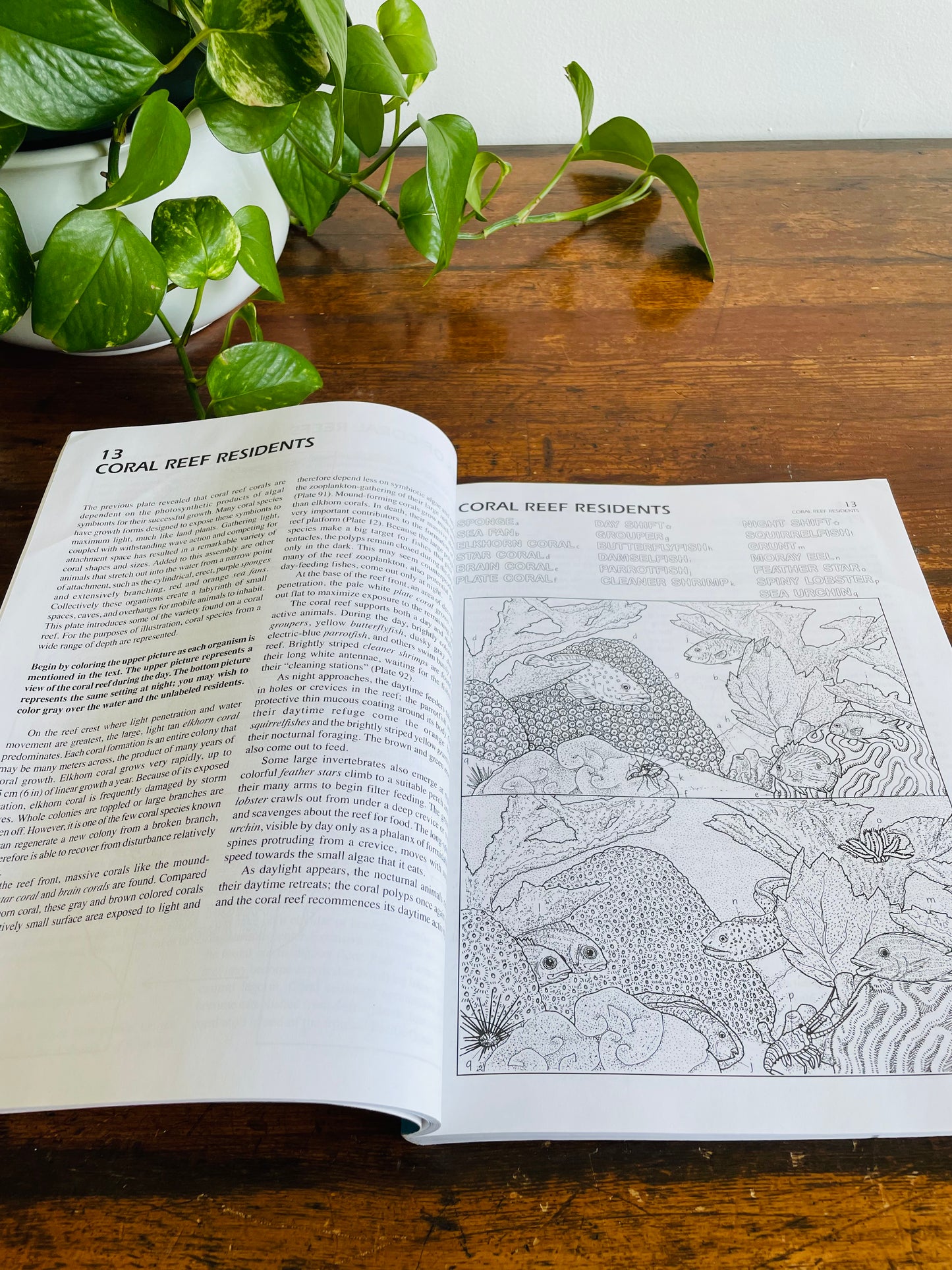 The Marine Biology Coloring Book by Thomas M. Niesen (2000)