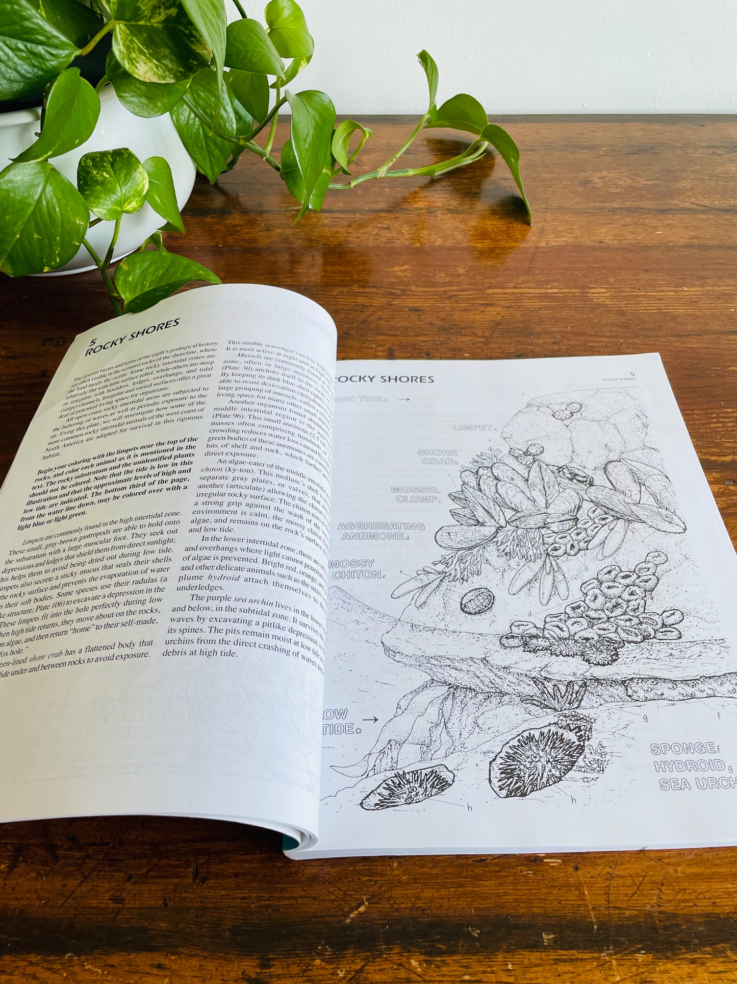 The Marine Biology Coloring Book by Thomas M. Niesen (2000)