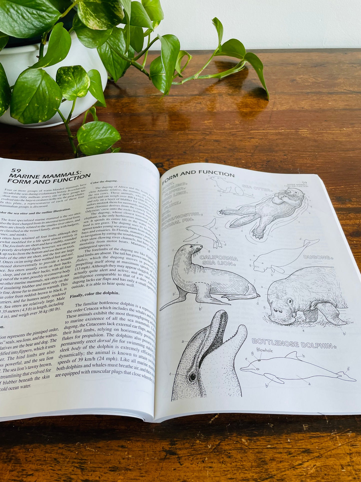 The Marine Biology Coloring Book by Thomas M. Niesen (2000)