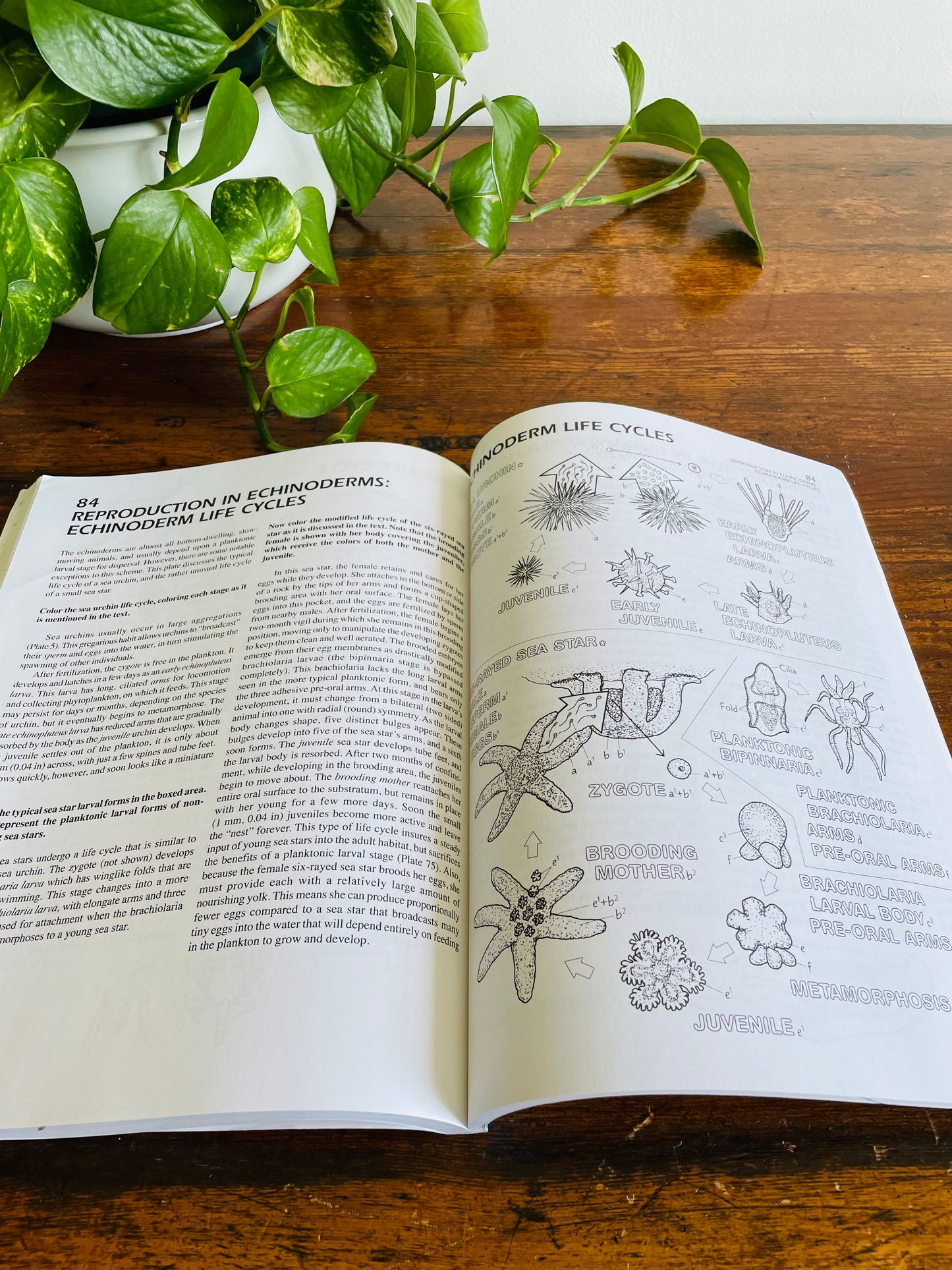 The Marine Biology Coloring Book by Thomas M. Niesen (2000)