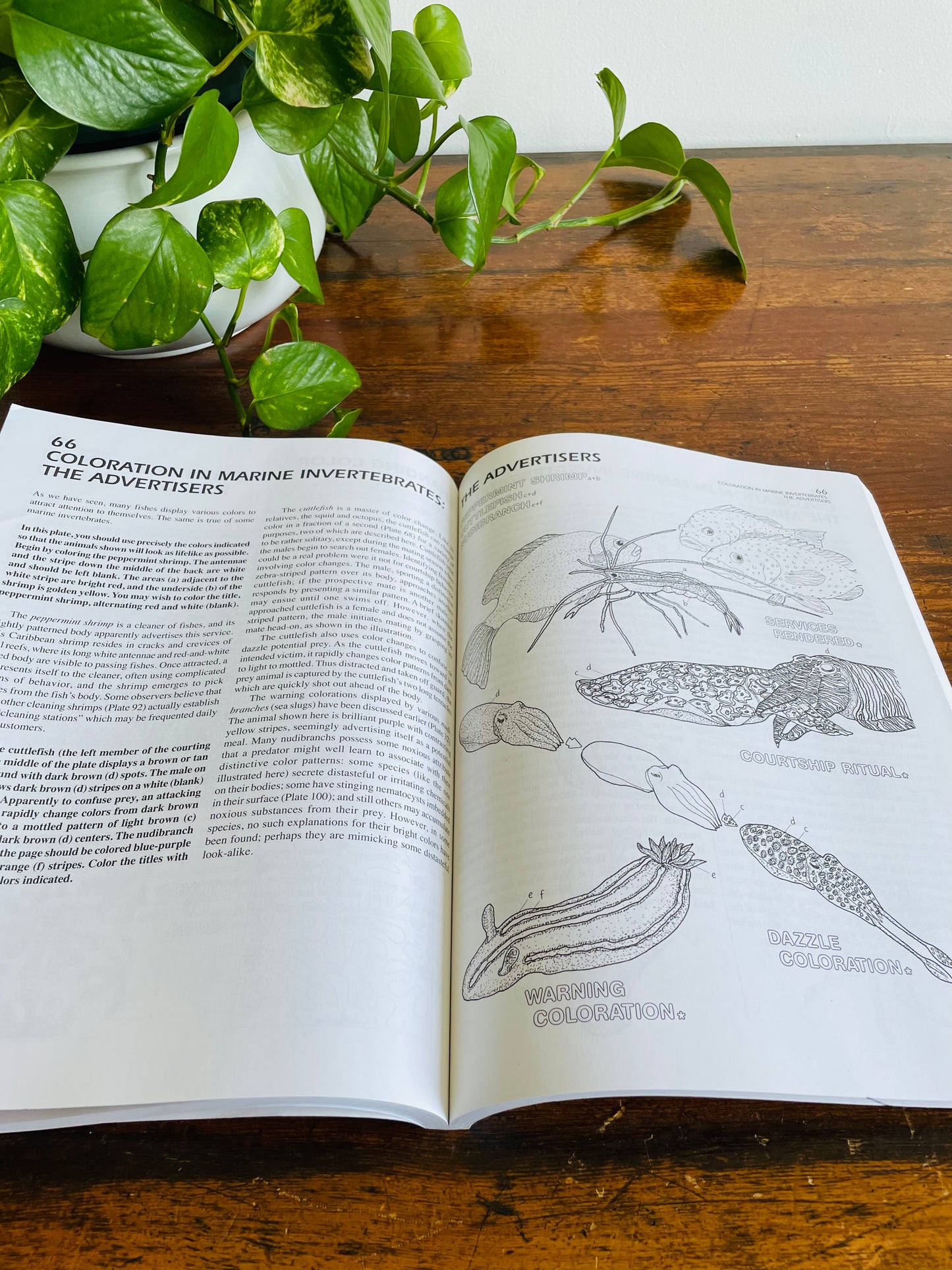 The Marine Biology Coloring Book by Thomas M. Niesen (2000)