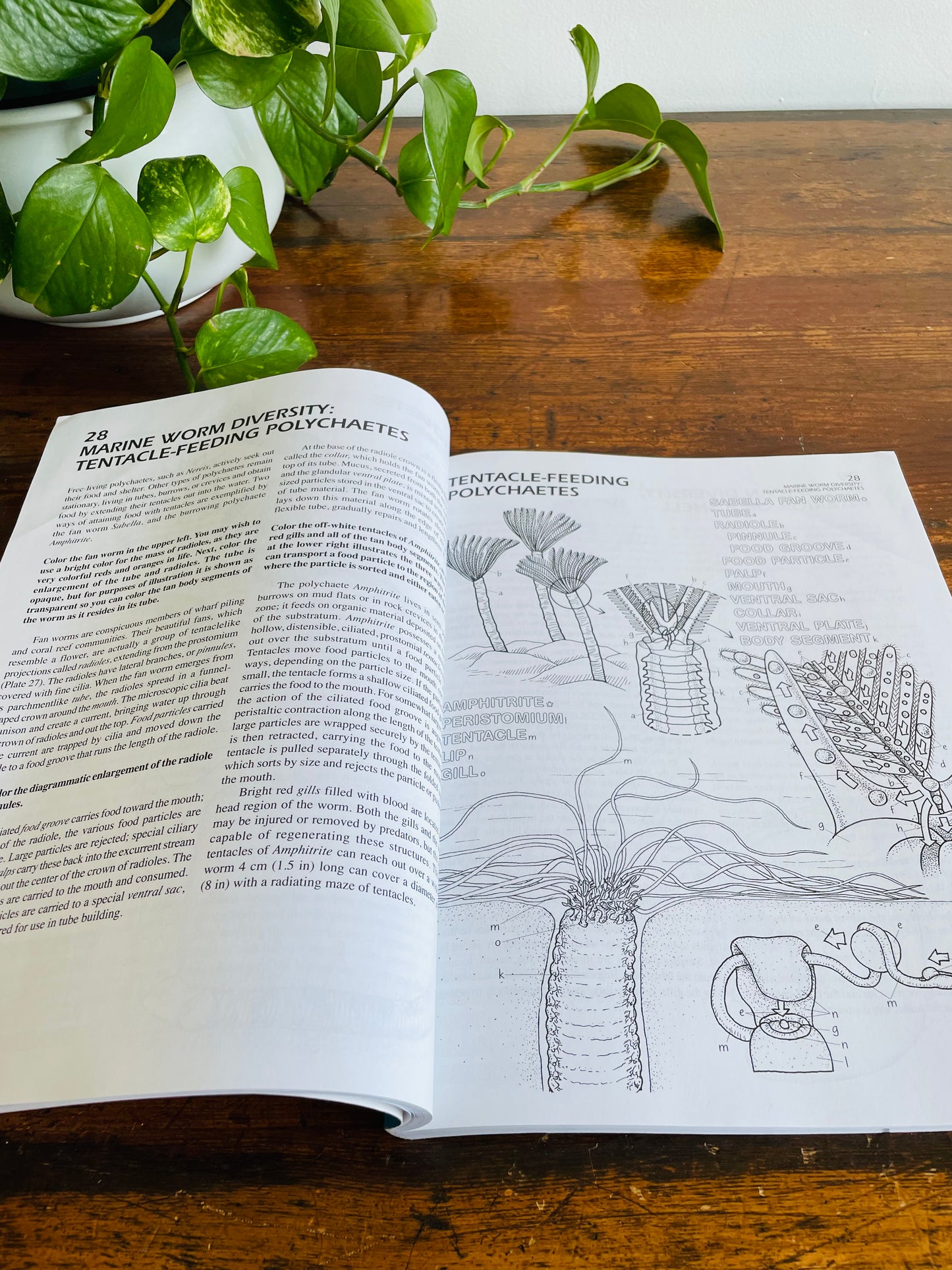 The Marine Biology Coloring Book by Thomas M. Niesen (2000)