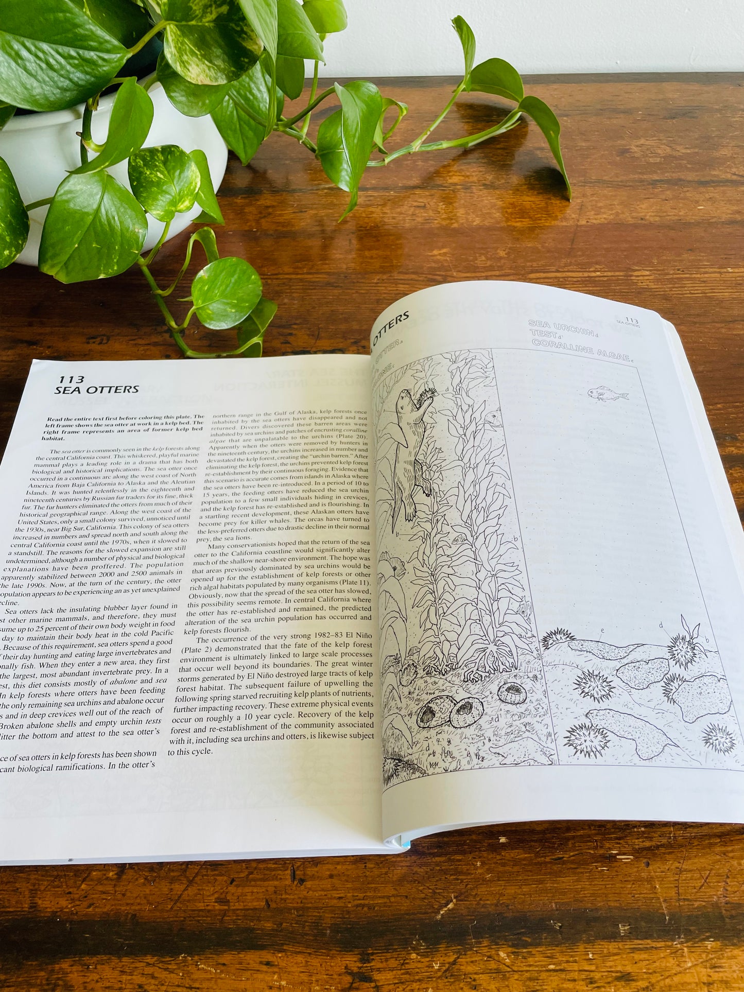 The Marine Biology Coloring Book by Thomas M. Niesen (2000)