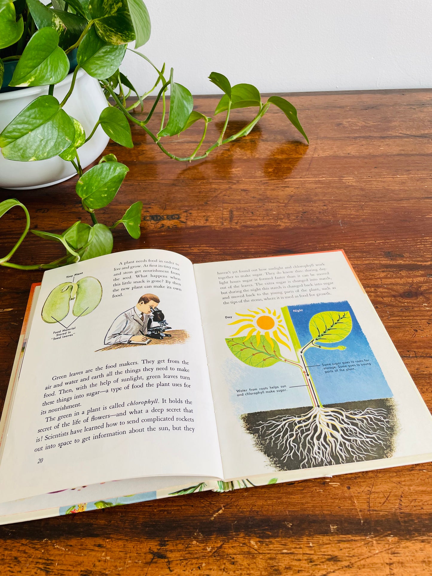 Flowers and What They Are by Mary Elting - A Whitman Learn About Book - Hardcover (1961)