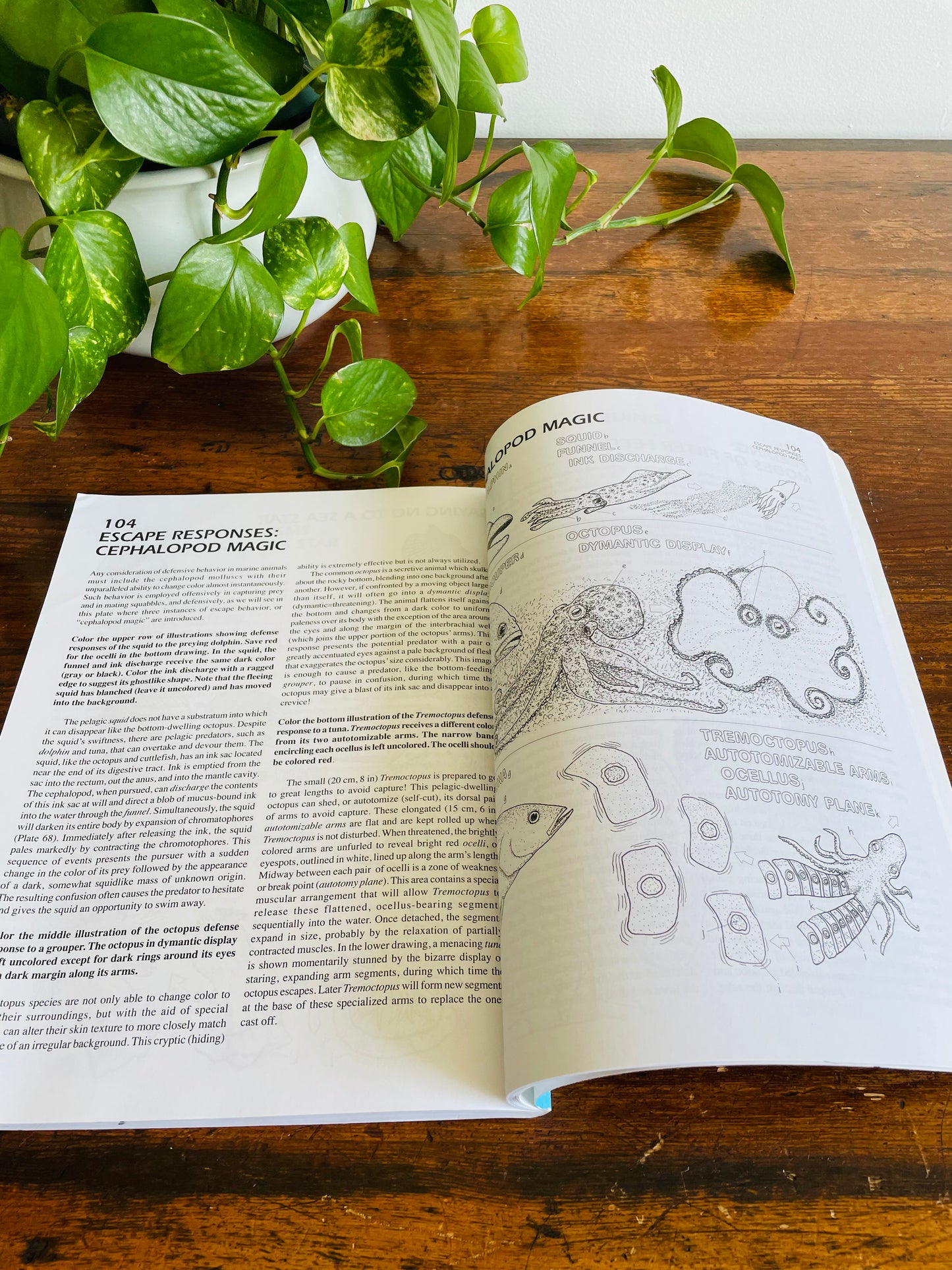 The Marine Biology Coloring Book by Thomas M. Niesen (2000)