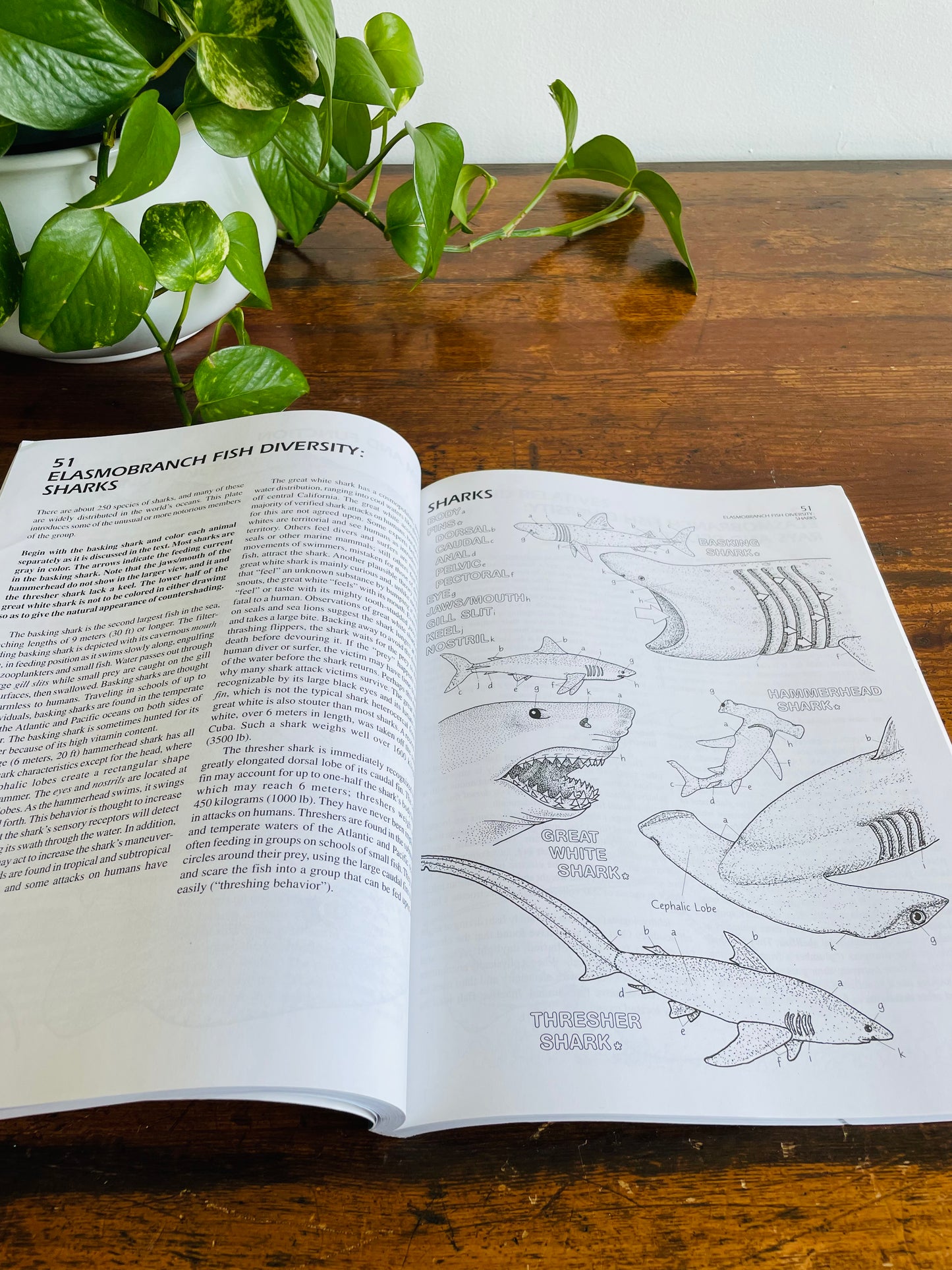 The Marine Biology Coloring Book by Thomas M. Niesen (2000)