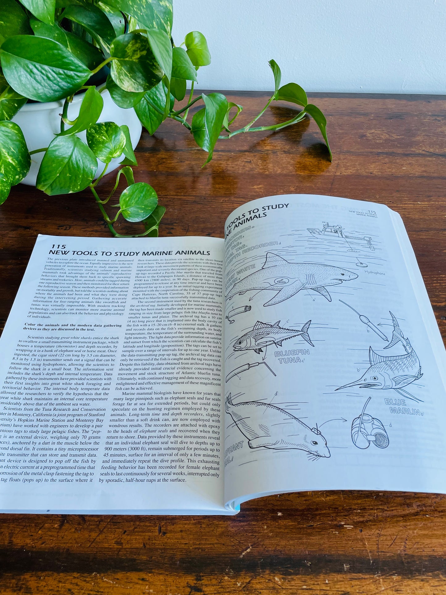 The Marine Biology Coloring Book by Thomas M. Niesen (2000)