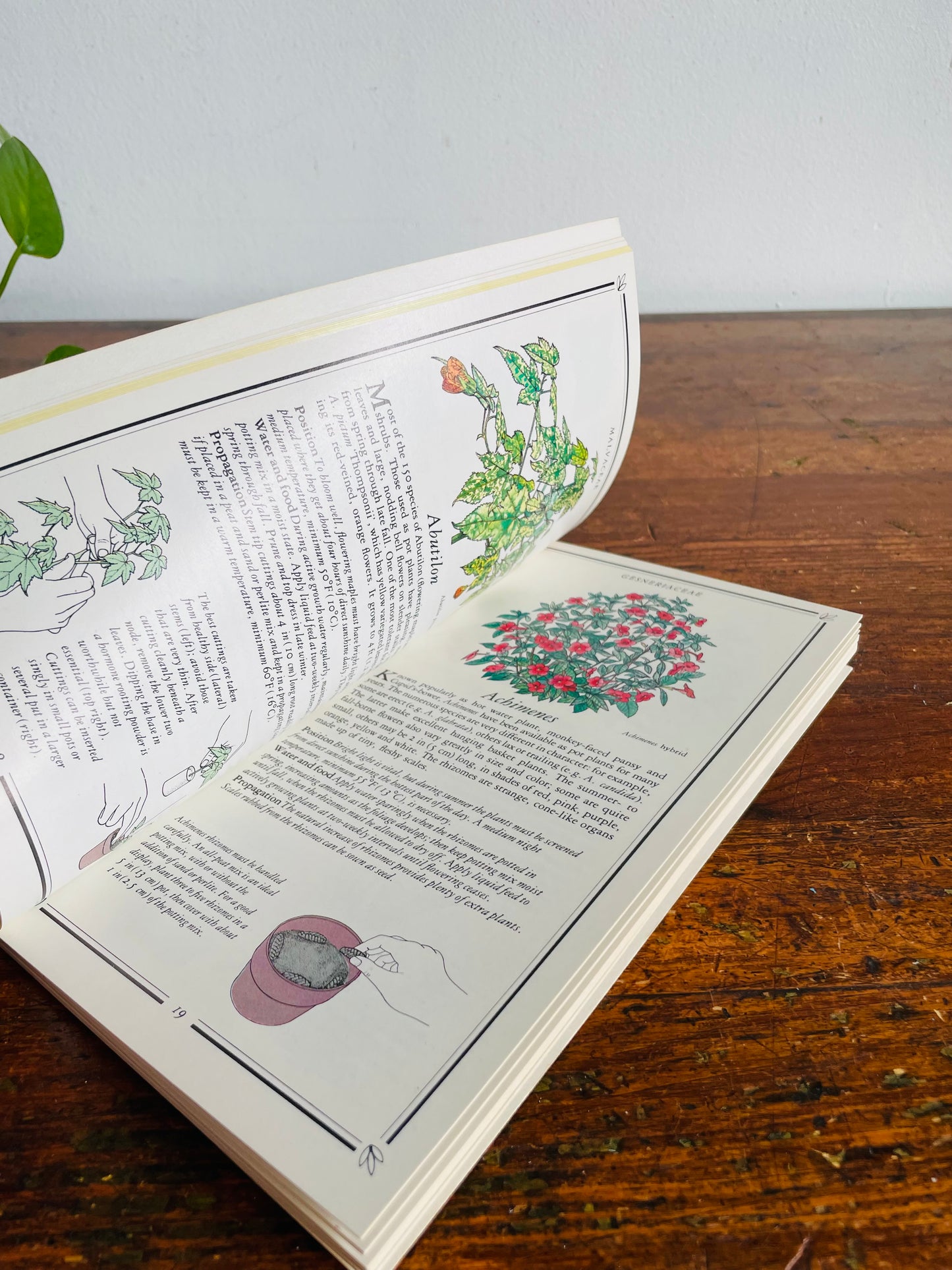 Vintage The Garden Library Flowering House Plants Book by Kenneth A. Beckett with Illustrations (1984)