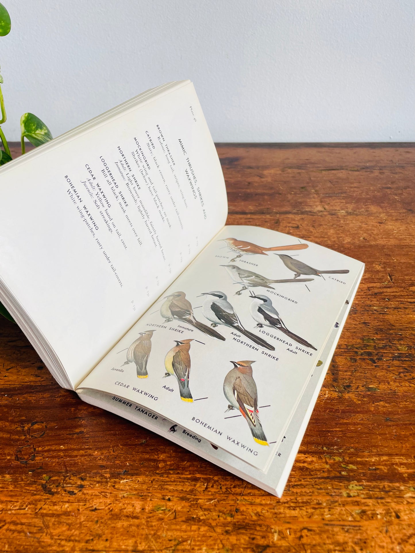 Vintage Peterson Field Guide to the Birds - Eastern Land & Water Birds by Roger Tory Peterson
