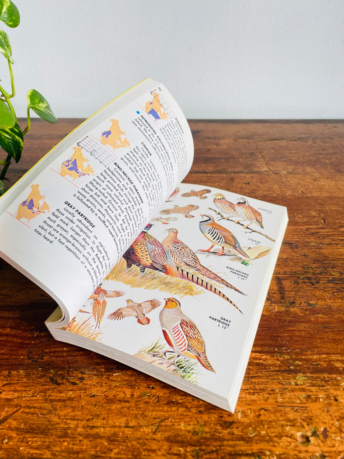 Vintage Golden Guide to Field Identification of the Birds of North America Softcover Book (1966)