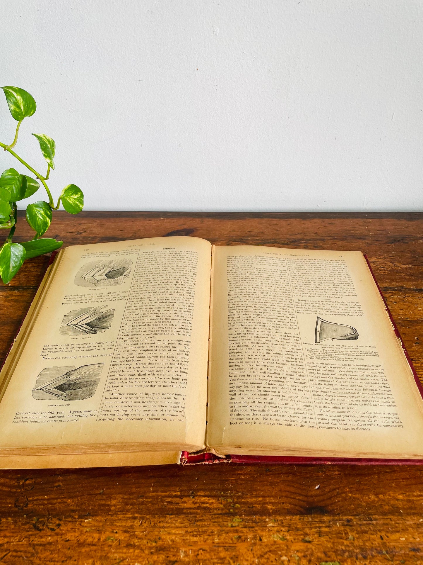 Antique The Standard Horse and Stock Clothbound Hardcover Book - Illustrated Farmer's Practical Guide (1902) - 124 Years Old